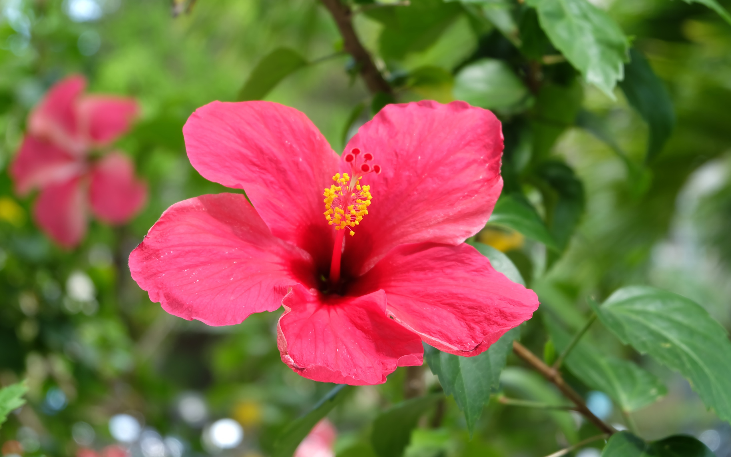 Розовый цветок гибискуса крупным планом на клумбе