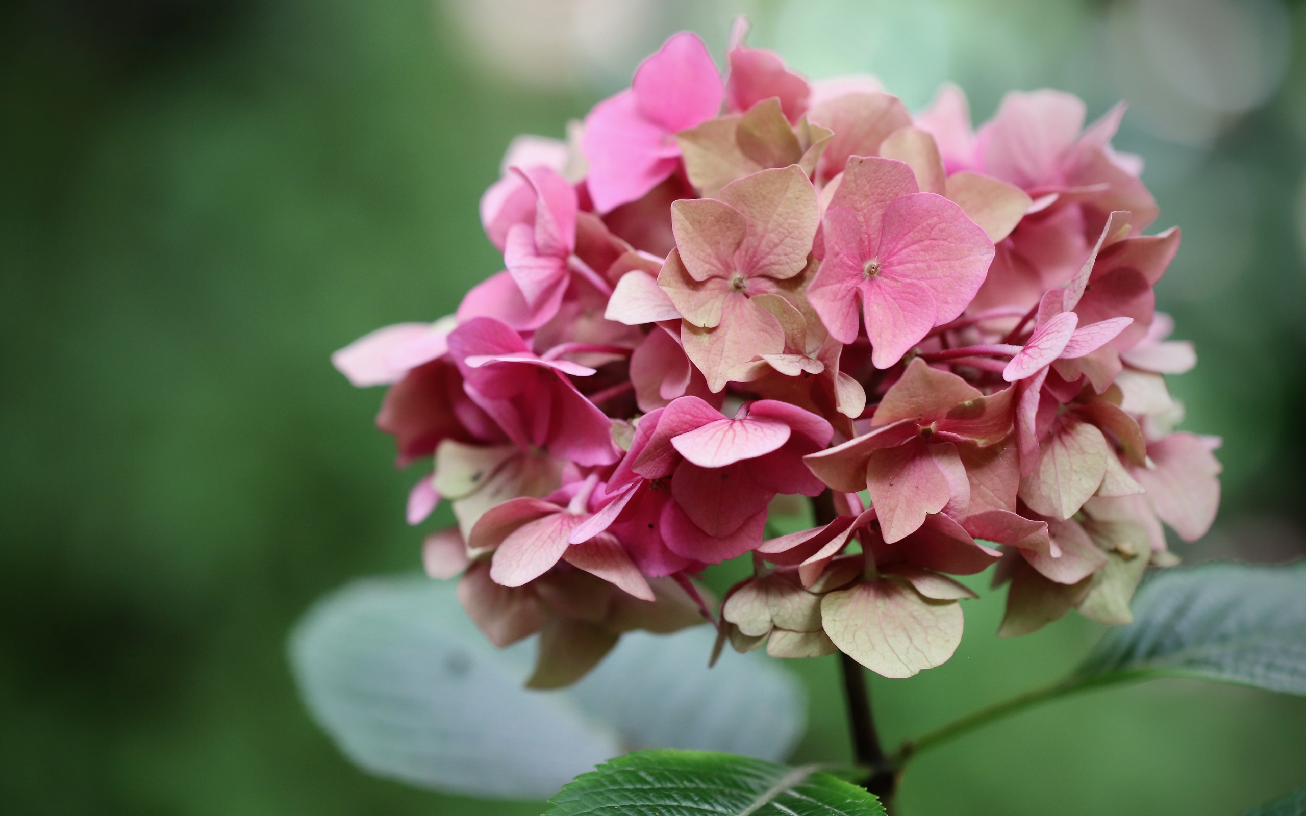 Розовый цветок гортензии крупным планом