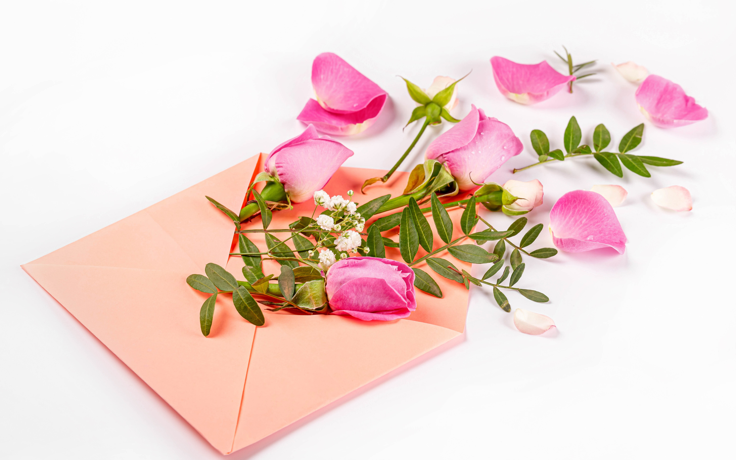 Розовые розы с зелеными листьями в конверте на белом фоне