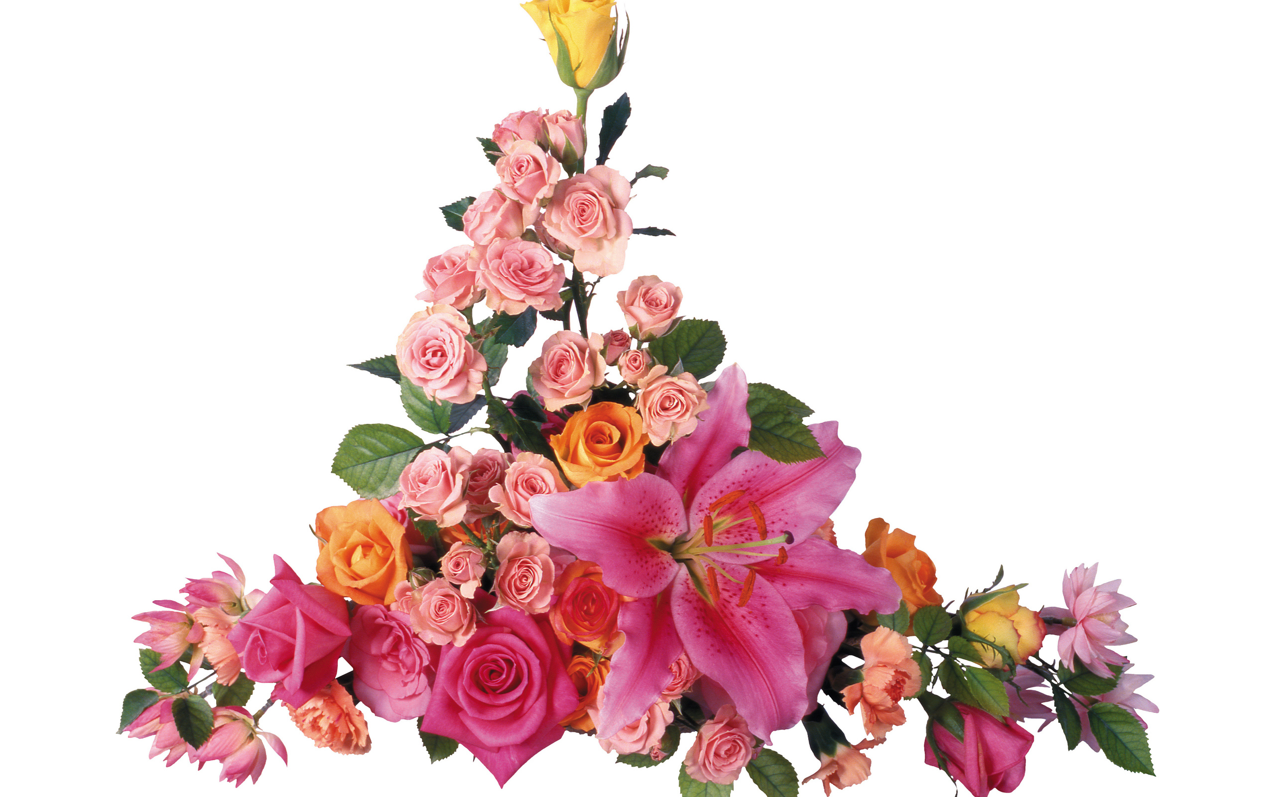 Розовые розы с лилиями на белом фоне 