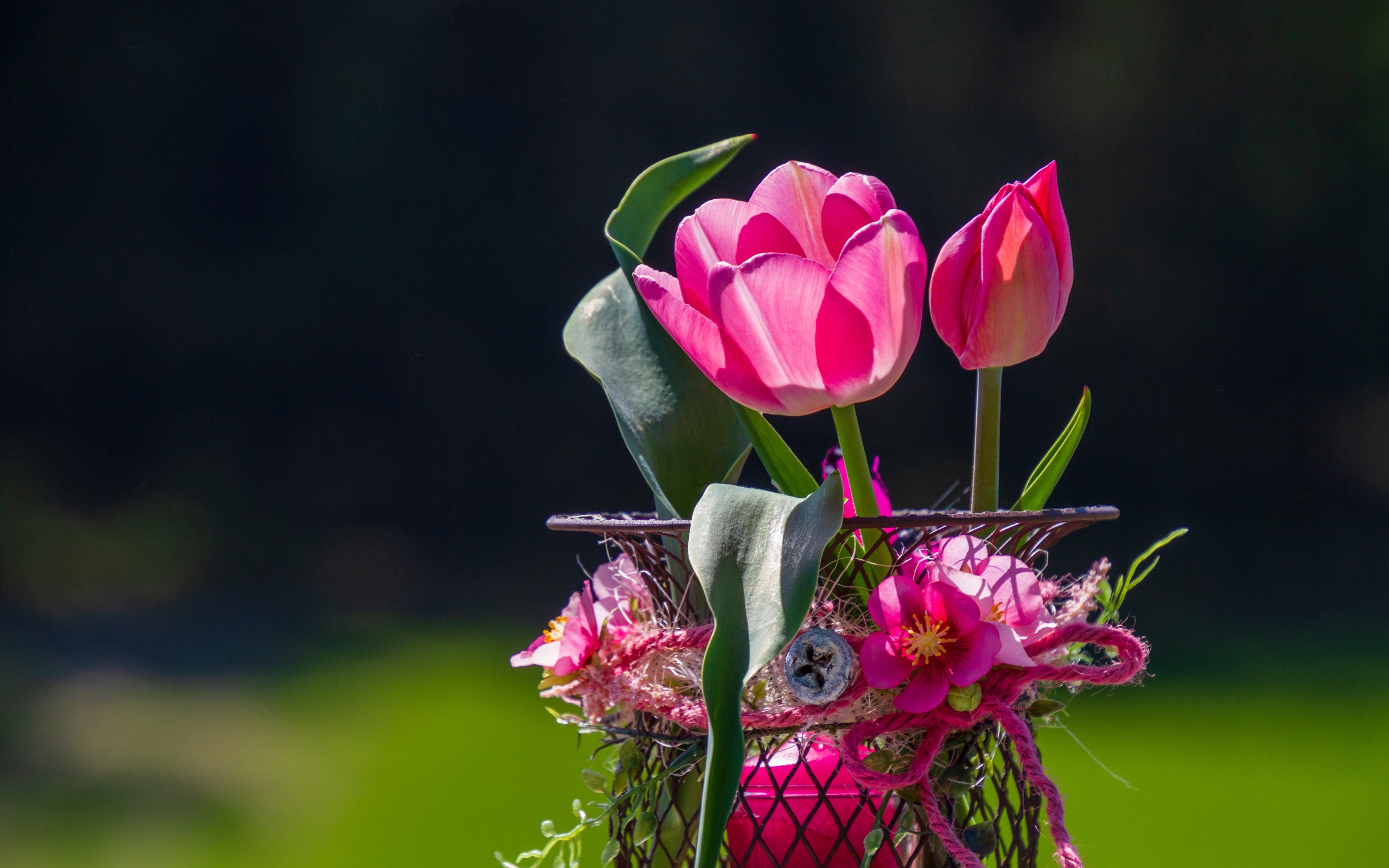 Розовые тюльпаны в железной корзинке крупным планом