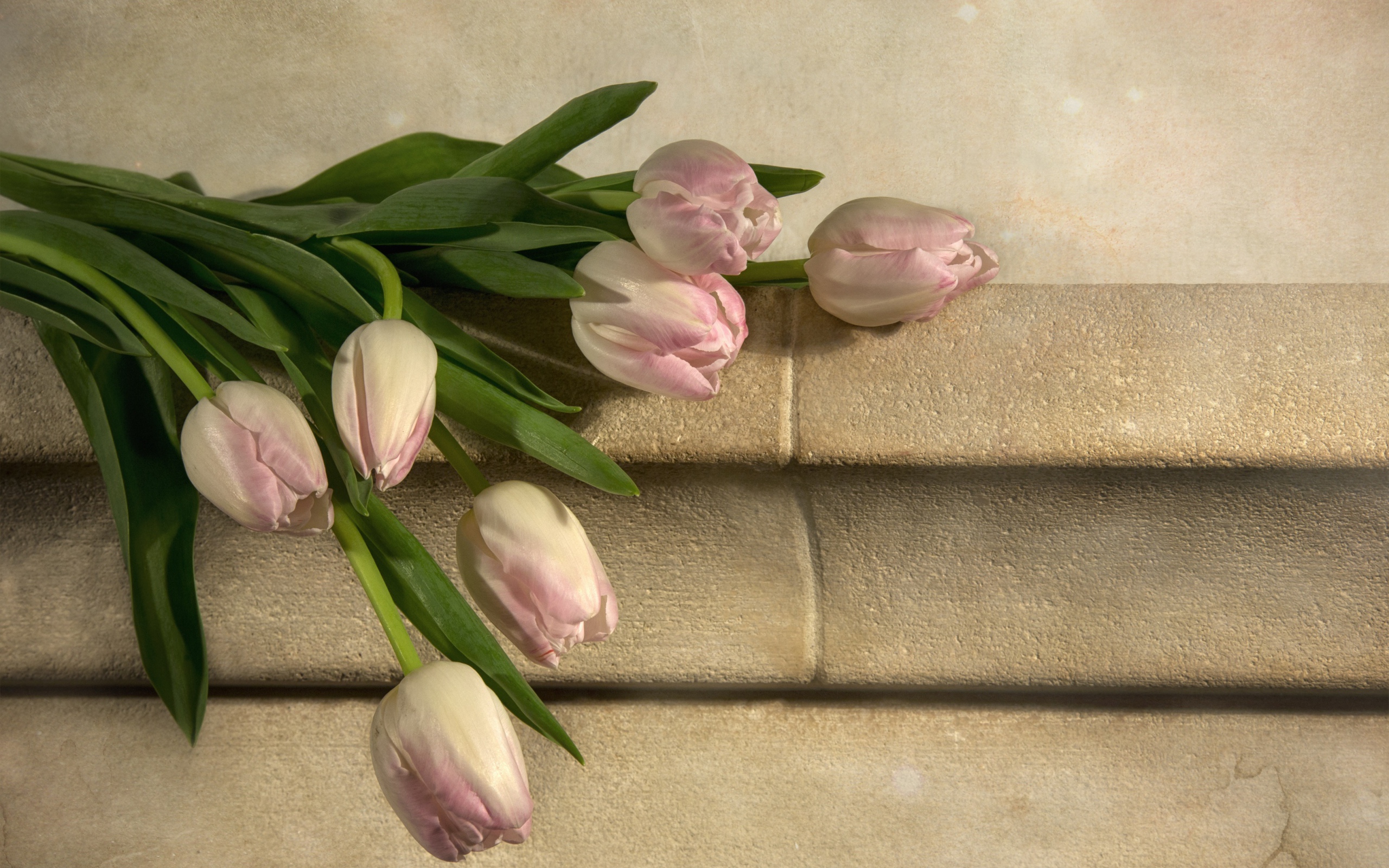 Розовые тюльпаны лежит у стены