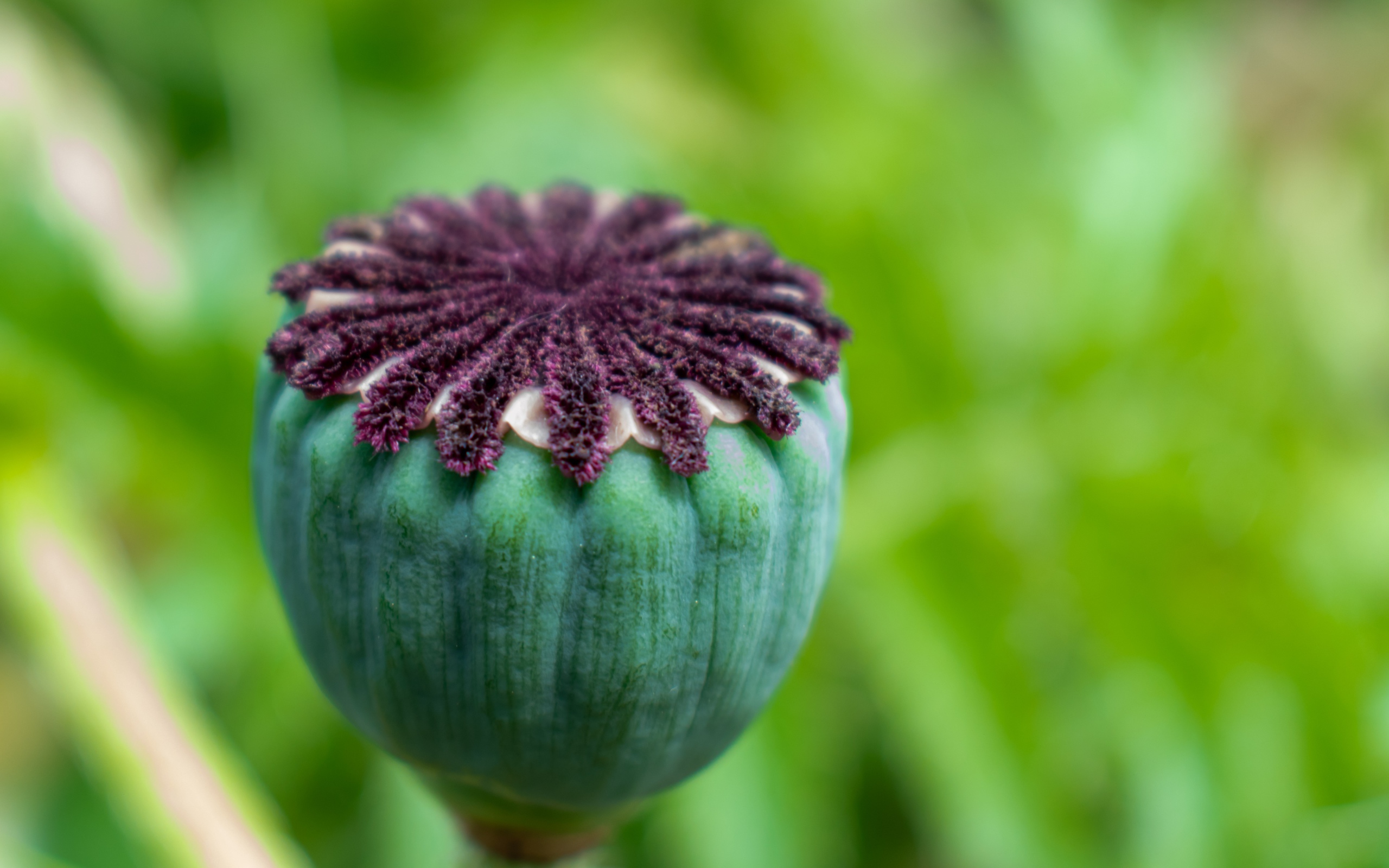 Маковая коробочка крупным планом 