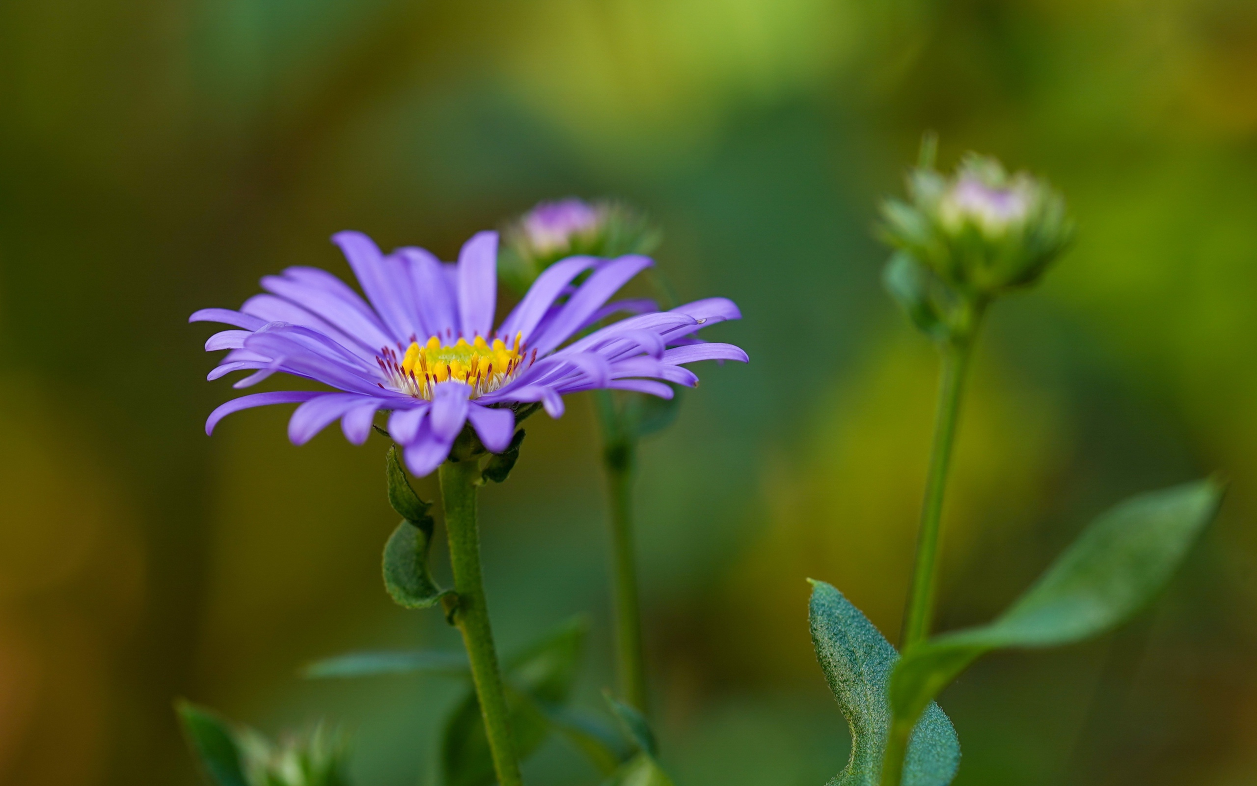 Фиолетовый цветок астры с бутонами 