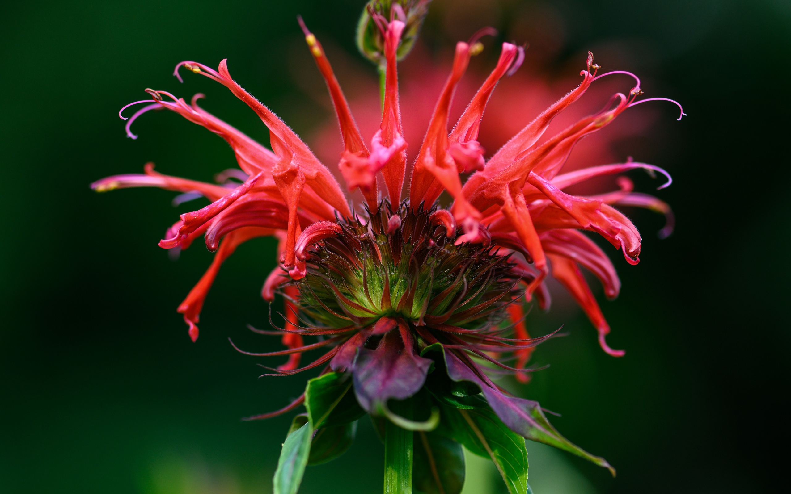 Красный цветок Монарда на зеленом фоне 