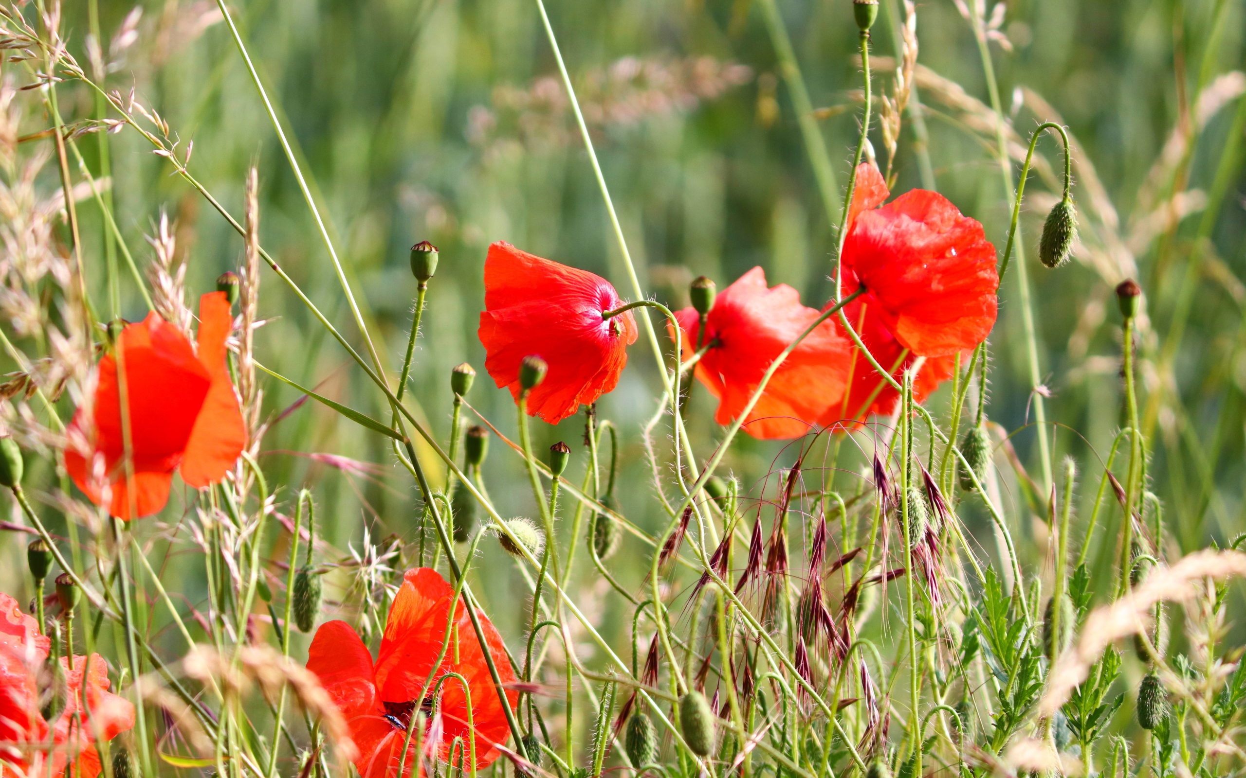 Красные маки в зеленой полевой траве