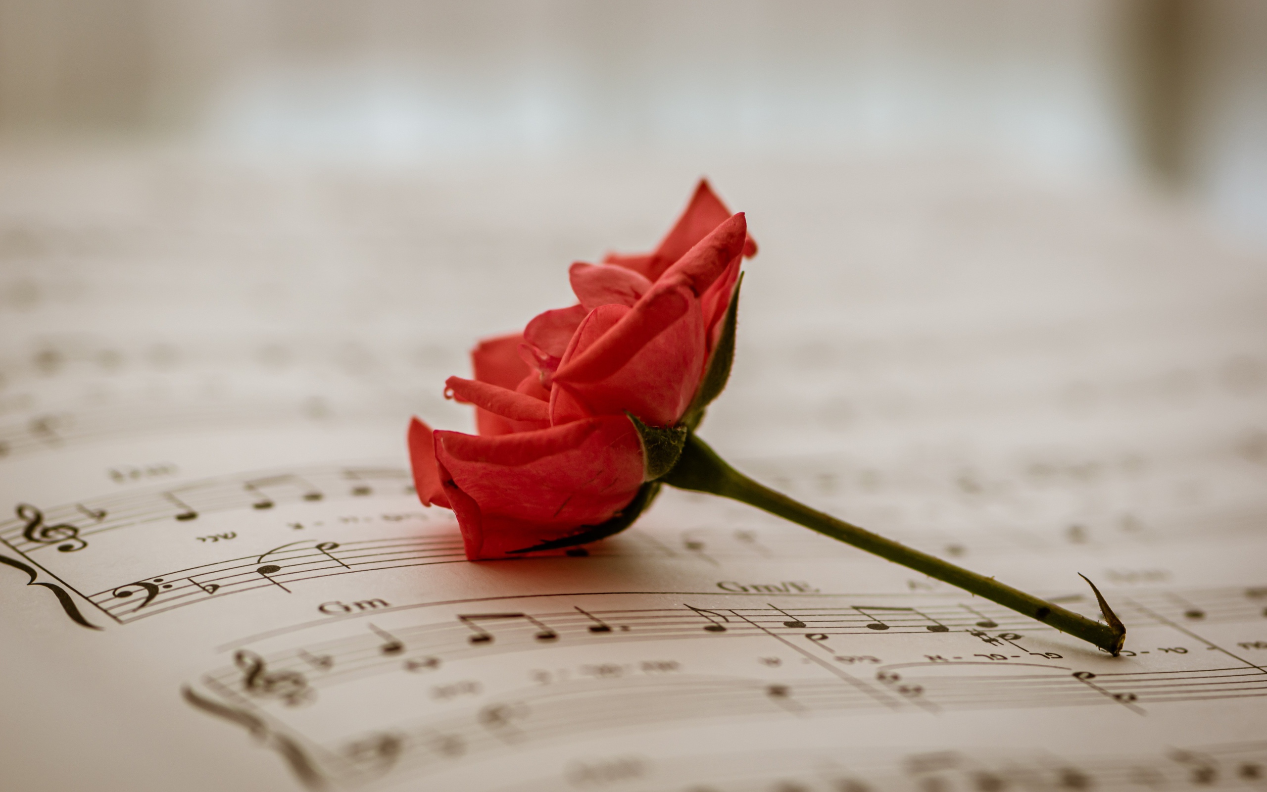 Красная роза на нотной тетради 