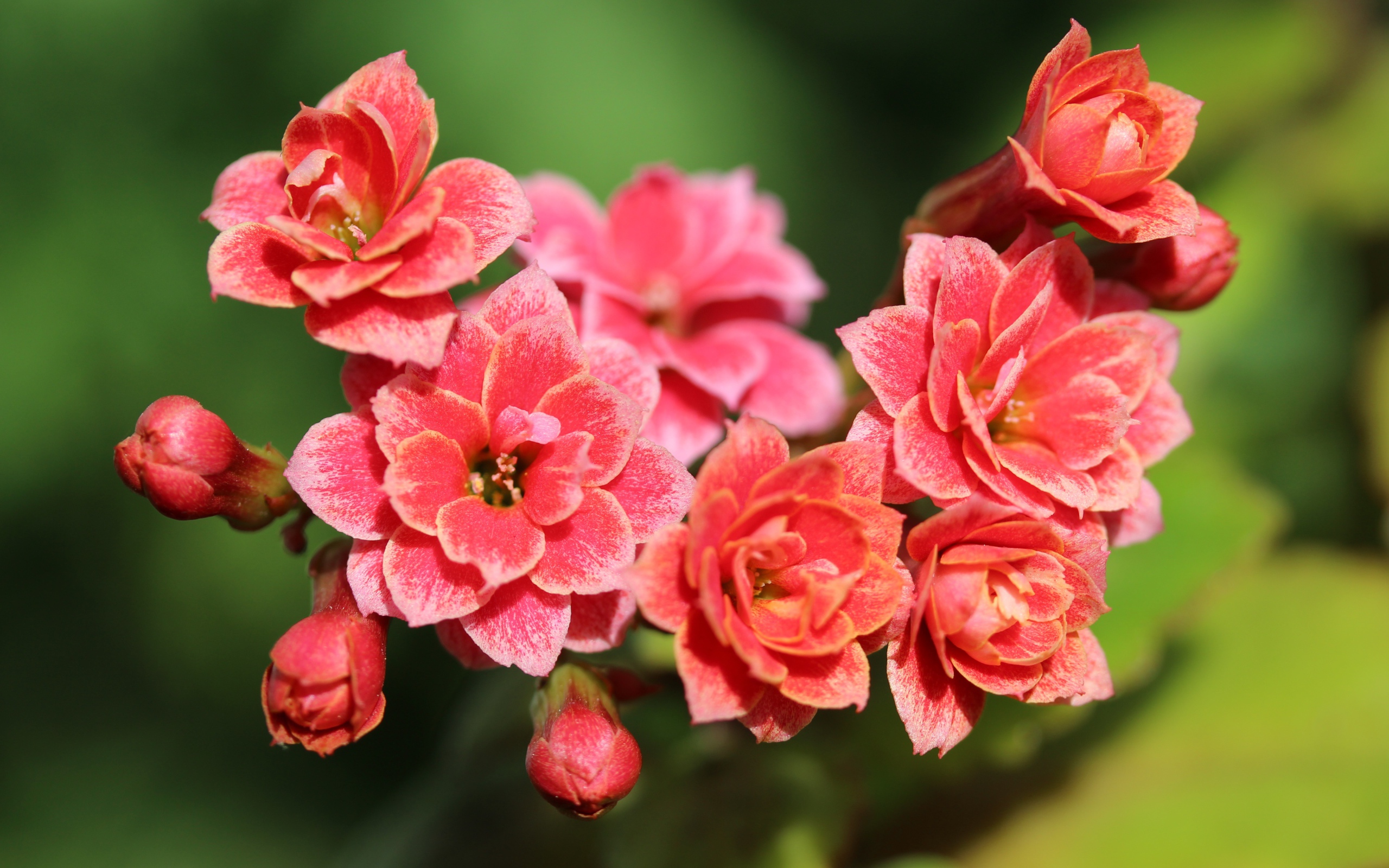 Сочные розовые цветы каланхоэ