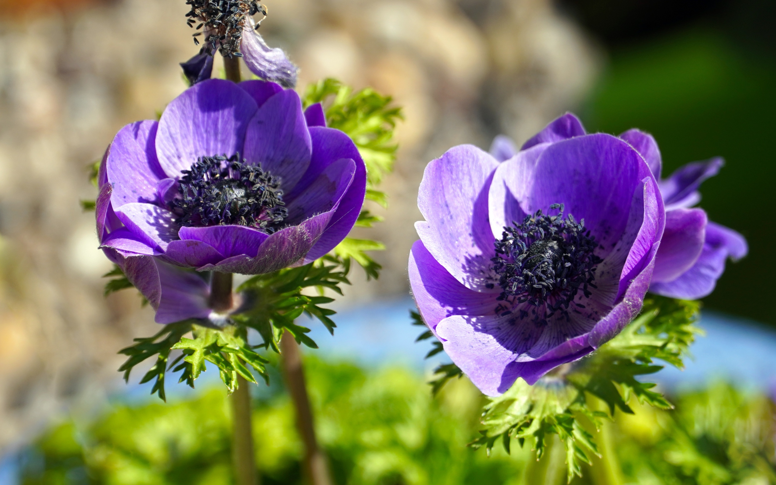 Два сиреневых цветка анемоны на клумбе