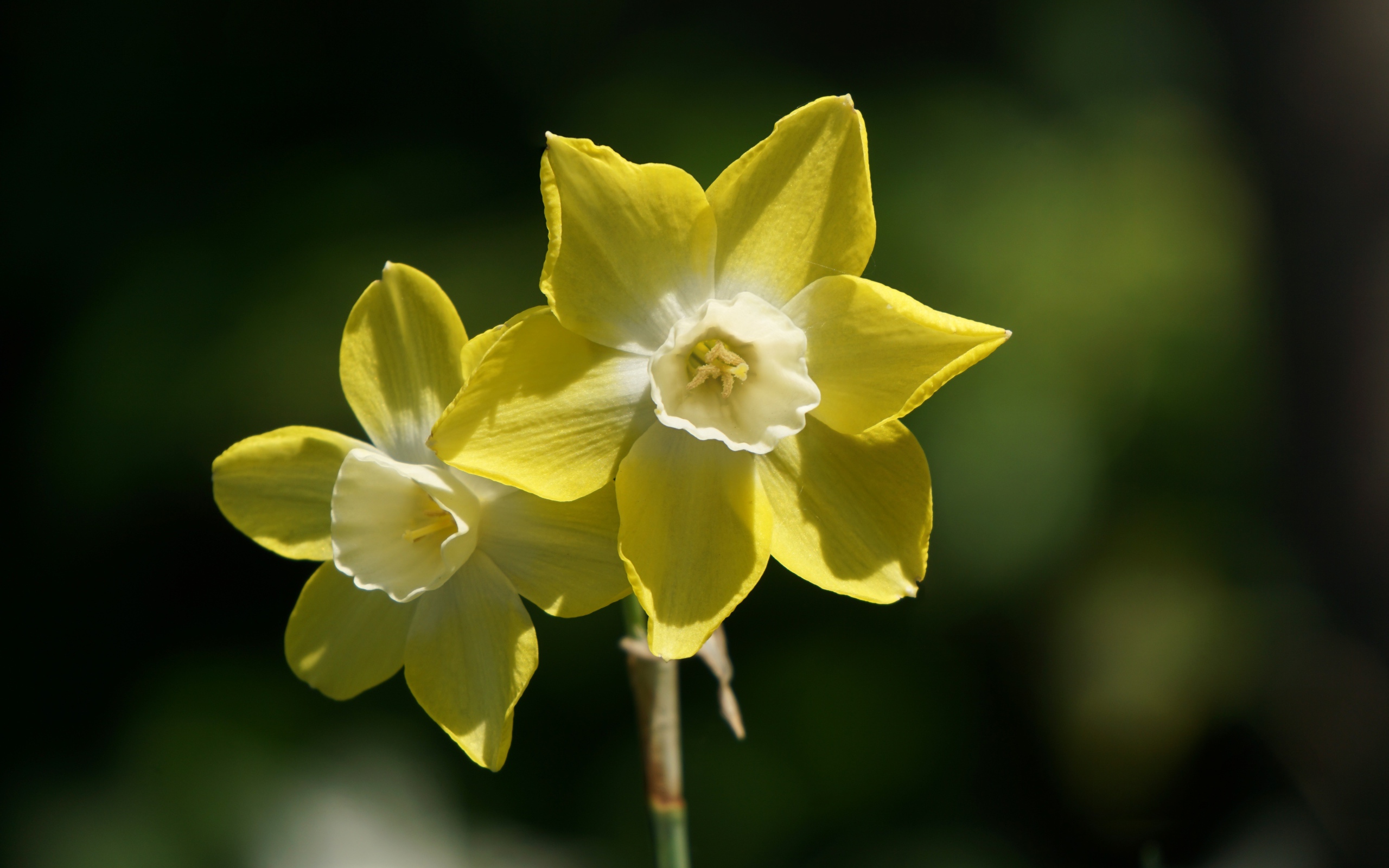 Два желтых цветка нарцисса крупным планом
