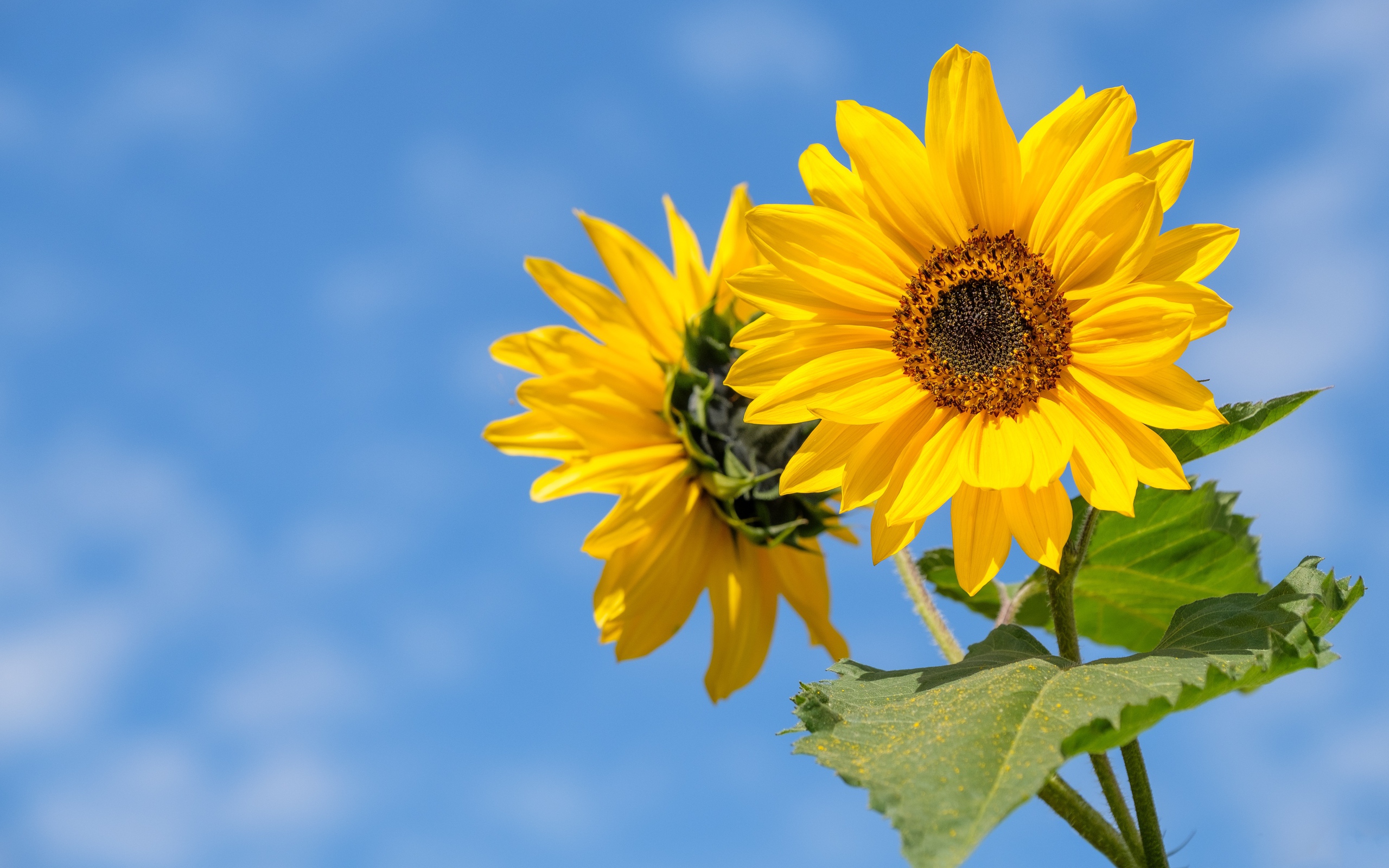 Два желтых цветка подсолнуха на фоне голубого неба