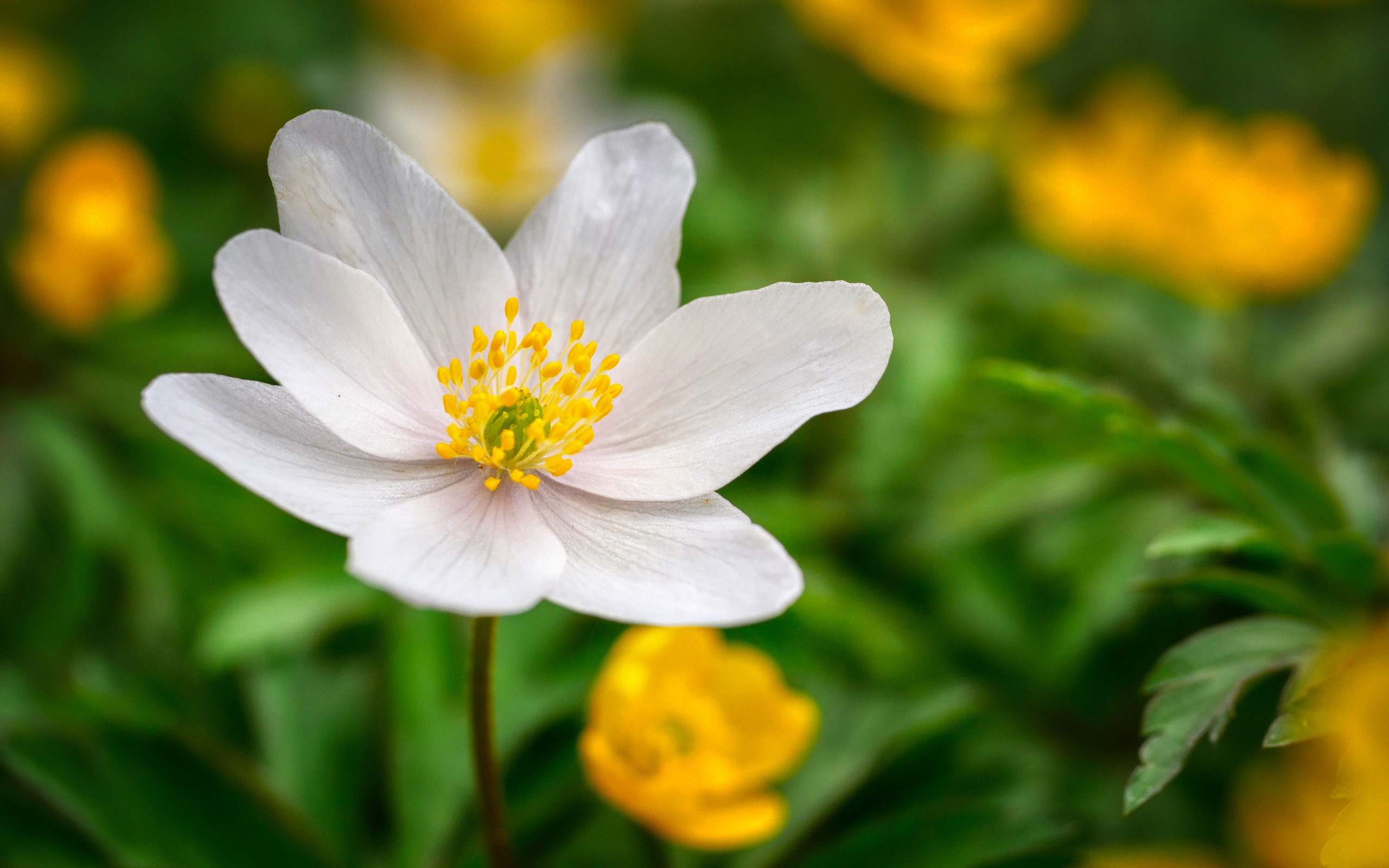 Белый цветок анемоны с нежными лепестками на зеленом фоне 