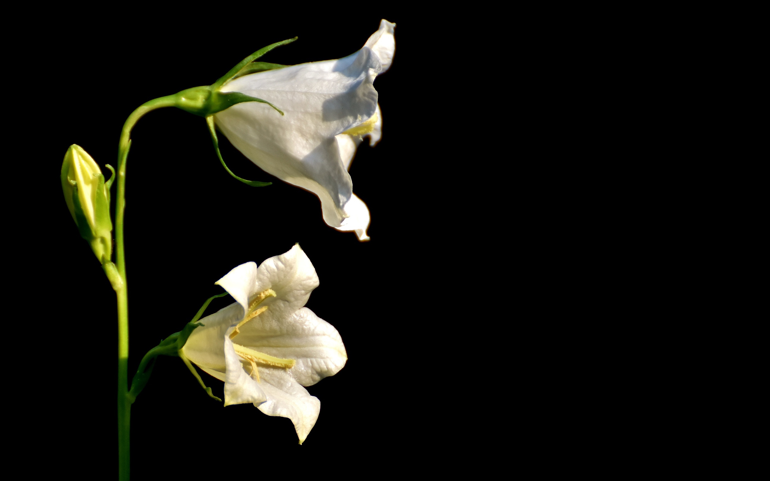 Белые цветы колокольчика на черном фоне