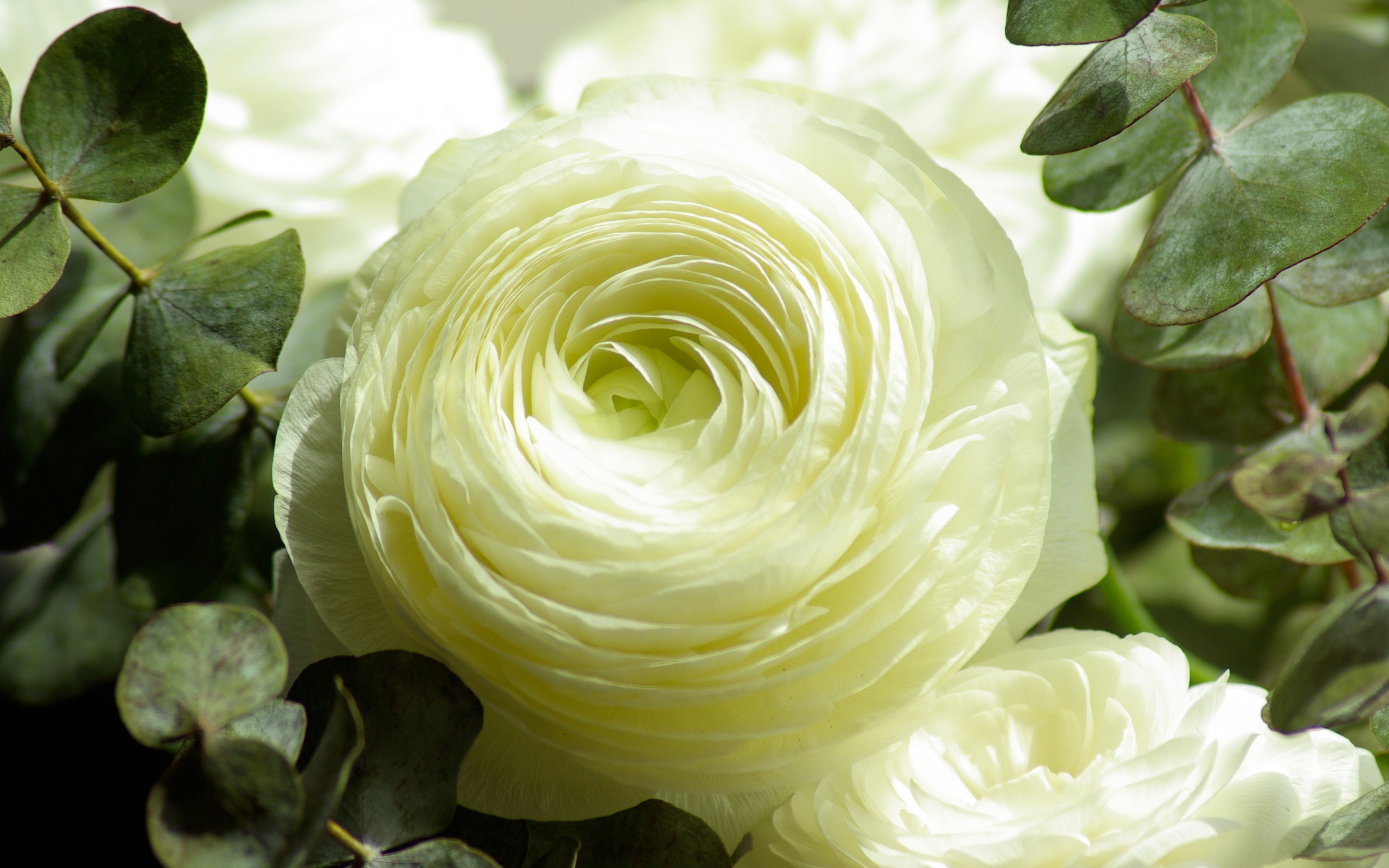 Белые цветы лютика крупным планом