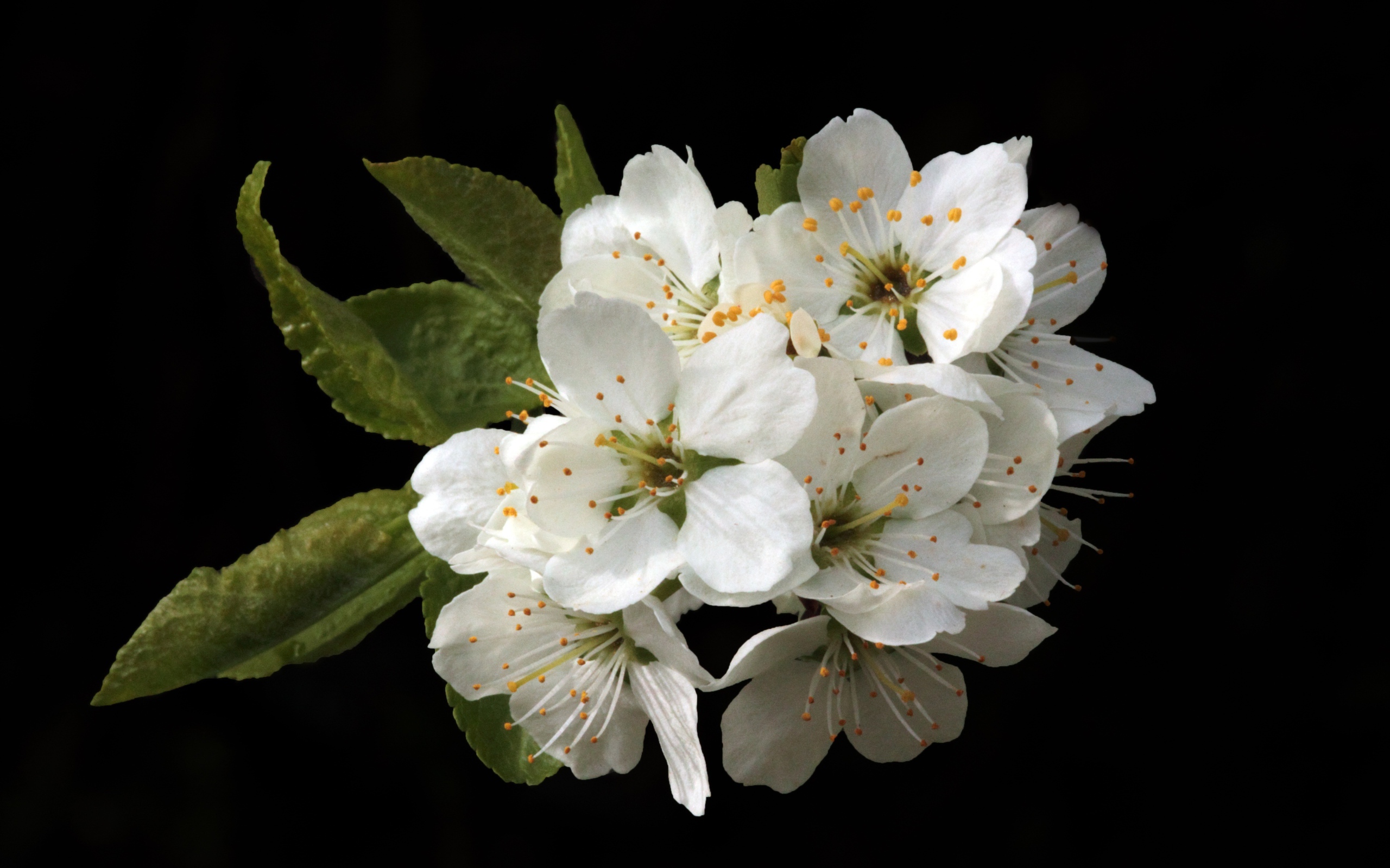 Белые цветы вишни на черном фоне