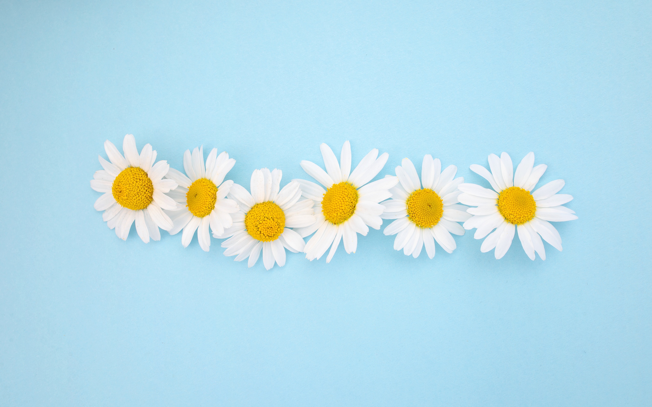 Белые ромашки с желтой серединкой на голубом фоне 
