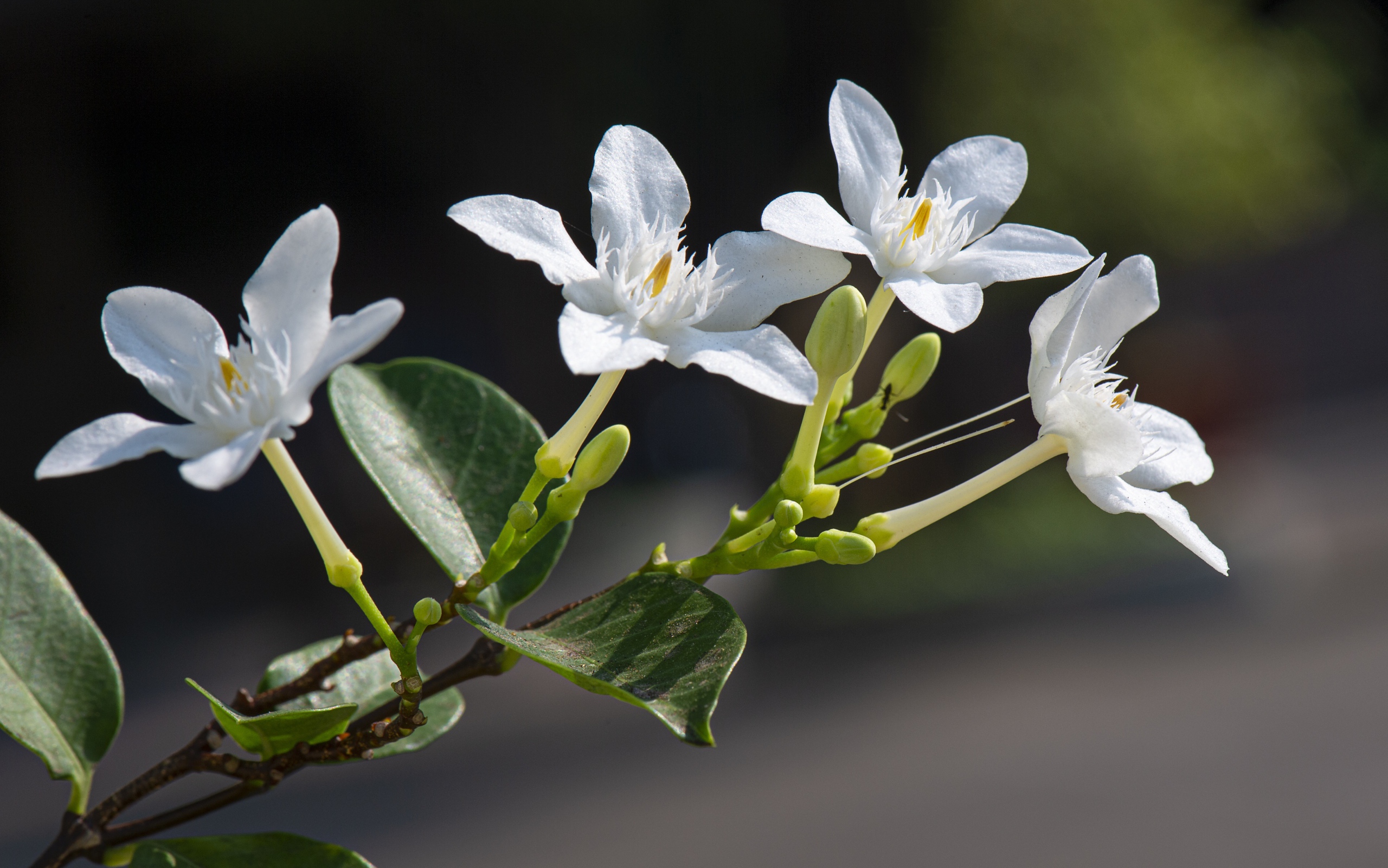 Белые цветы с бутонами и зелеными листьями на ветке 