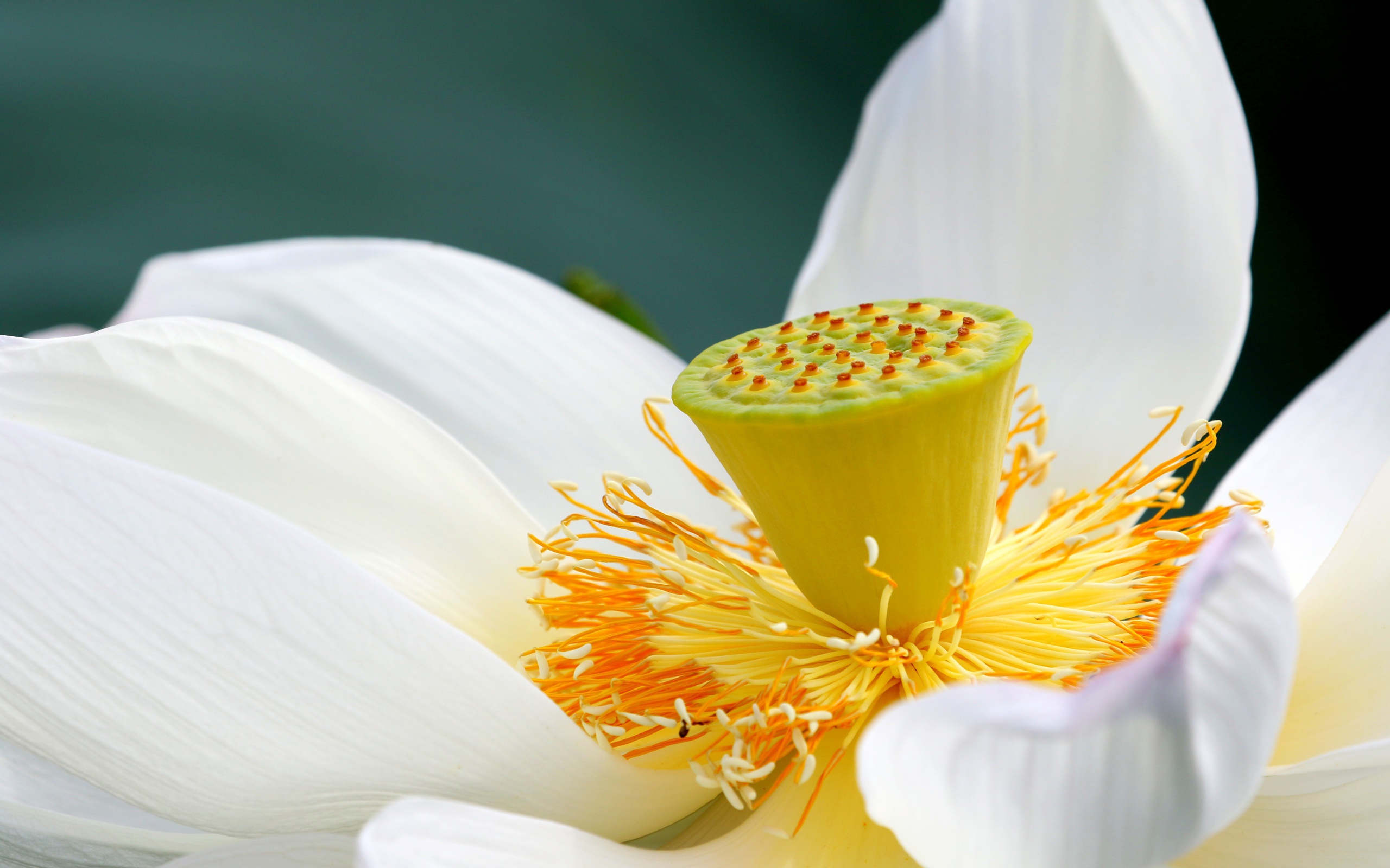 Белый цветок лотоса с крупной серединой 