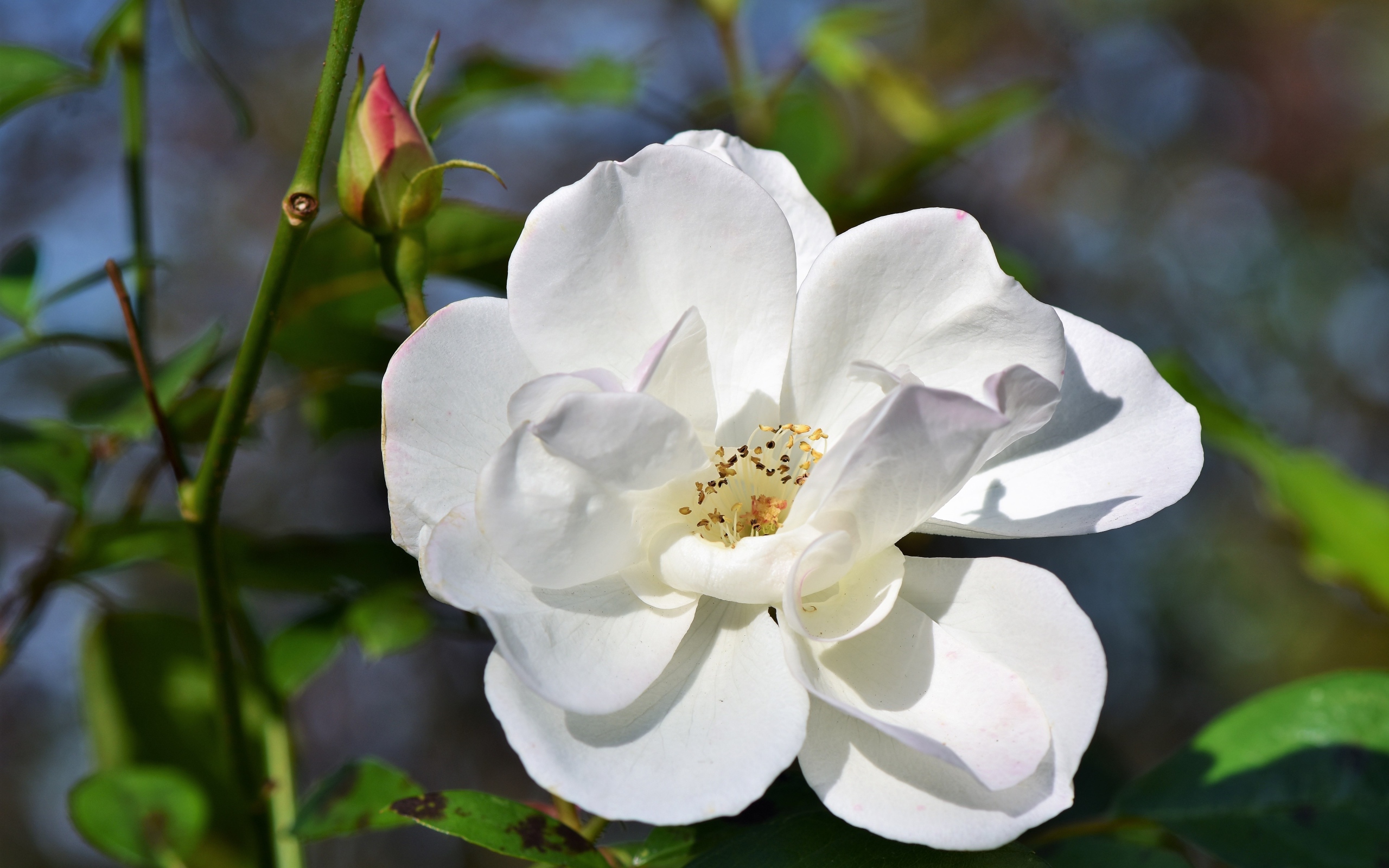 Белая роза с бутоном в лучах солнца на клумбе