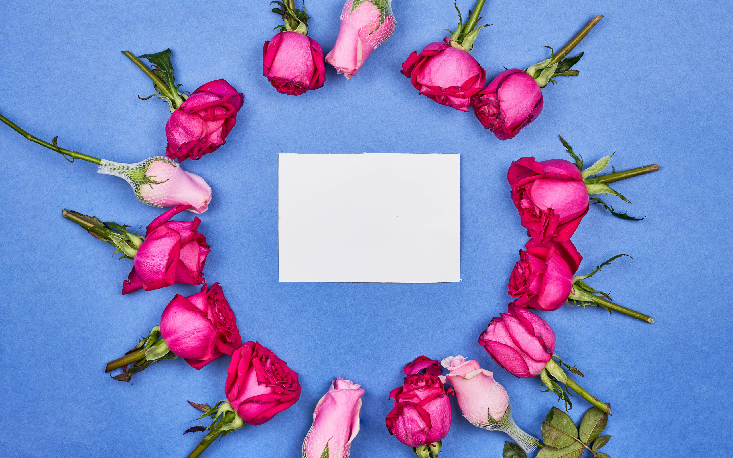 Белый лист бумаги с розами на голубом фоне
