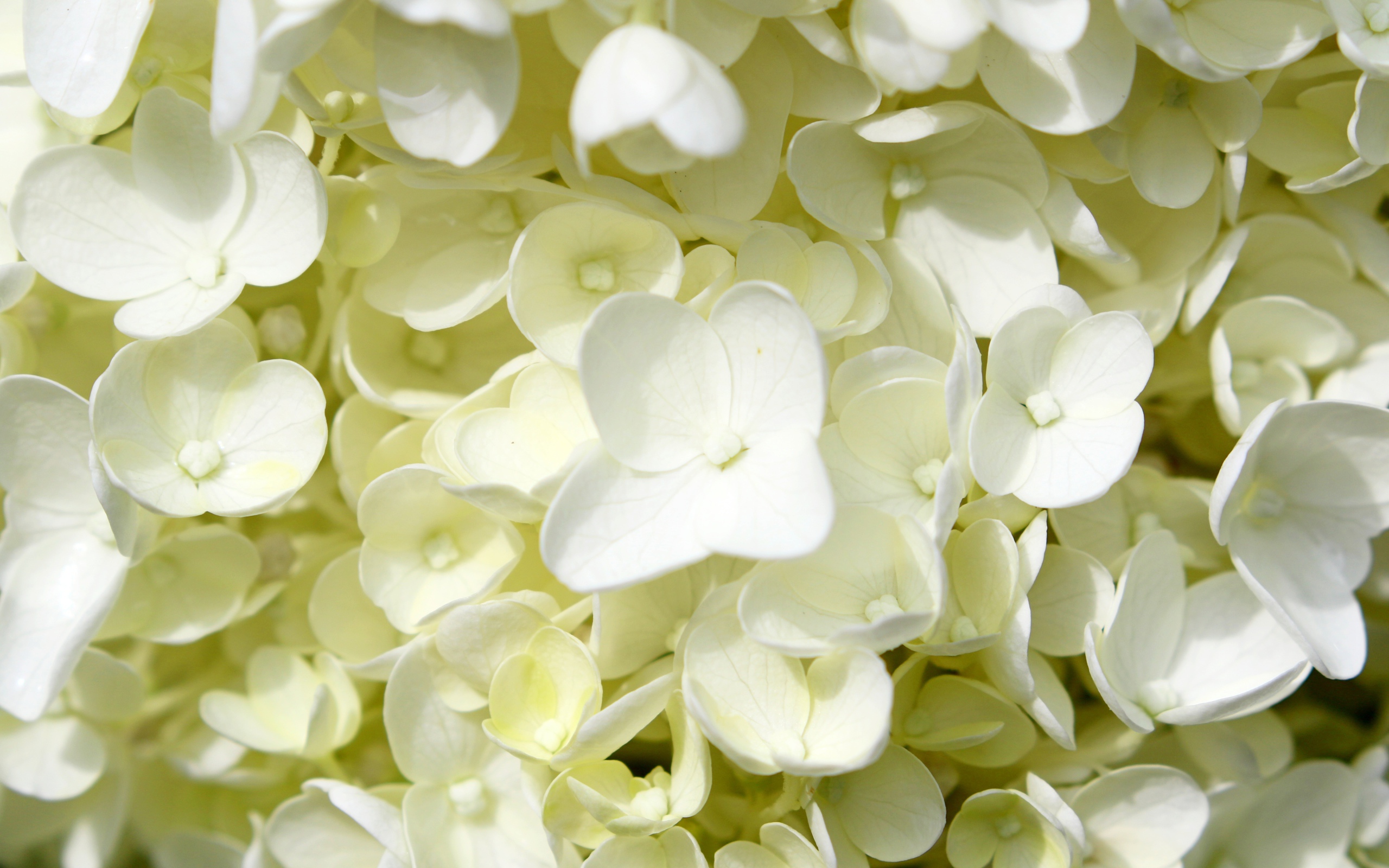 Белые мелкие цветы гортензии крупным планом