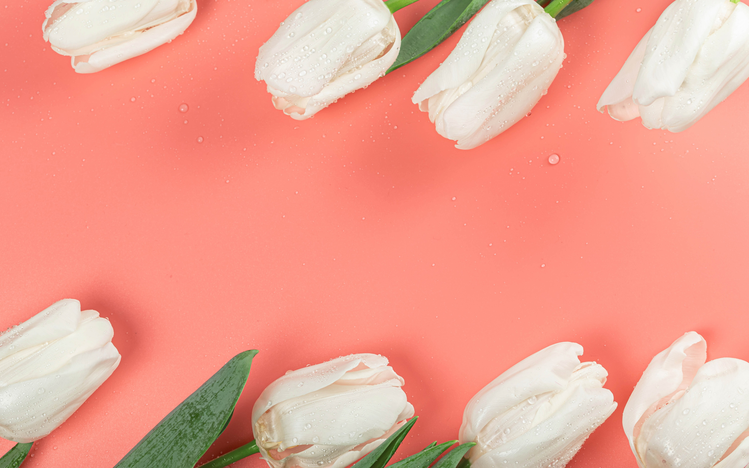 Белые тюльпаны в каплях росы на розовом фоне