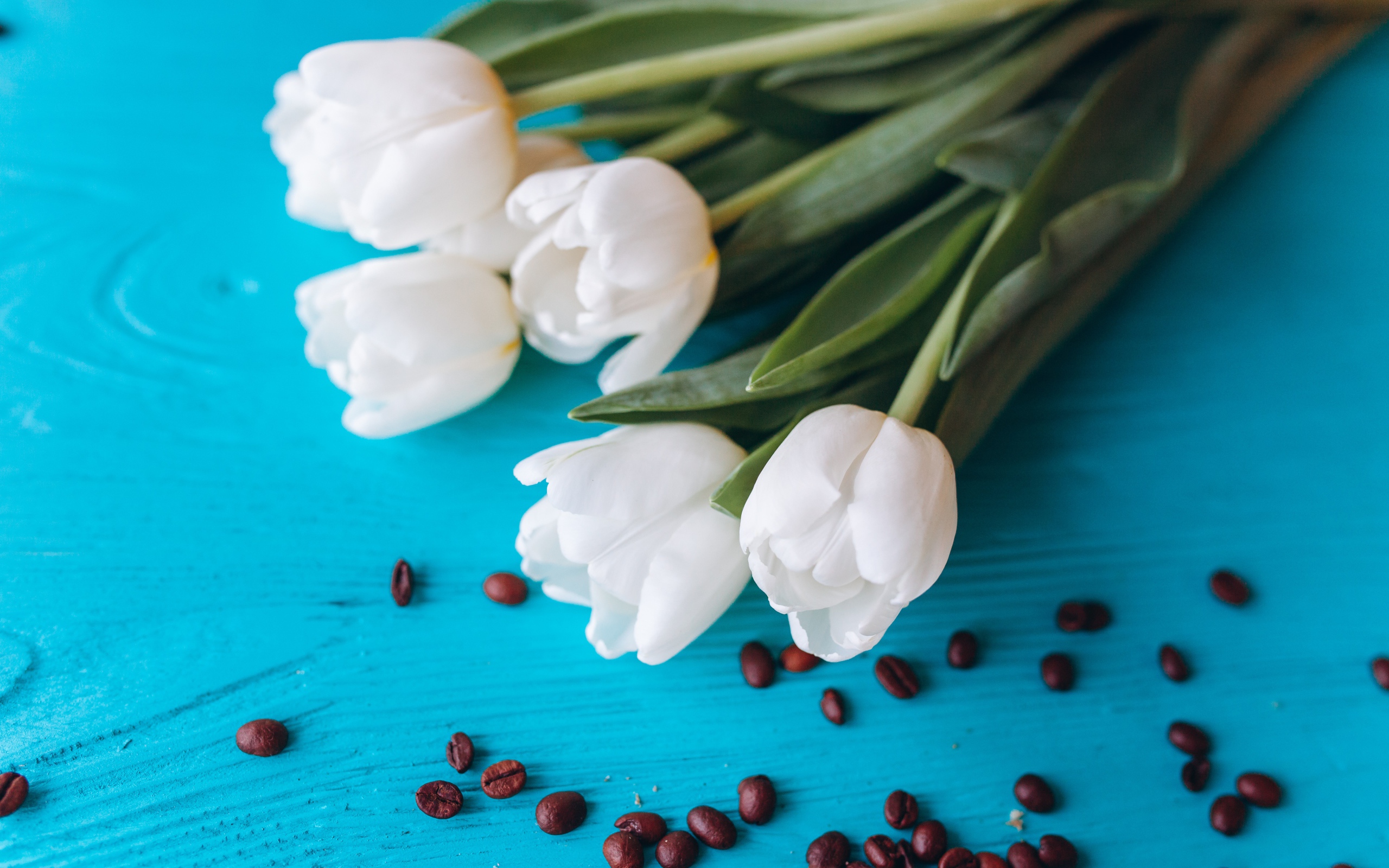 Белые тюльпаны на голубом столе с кофейными зернами