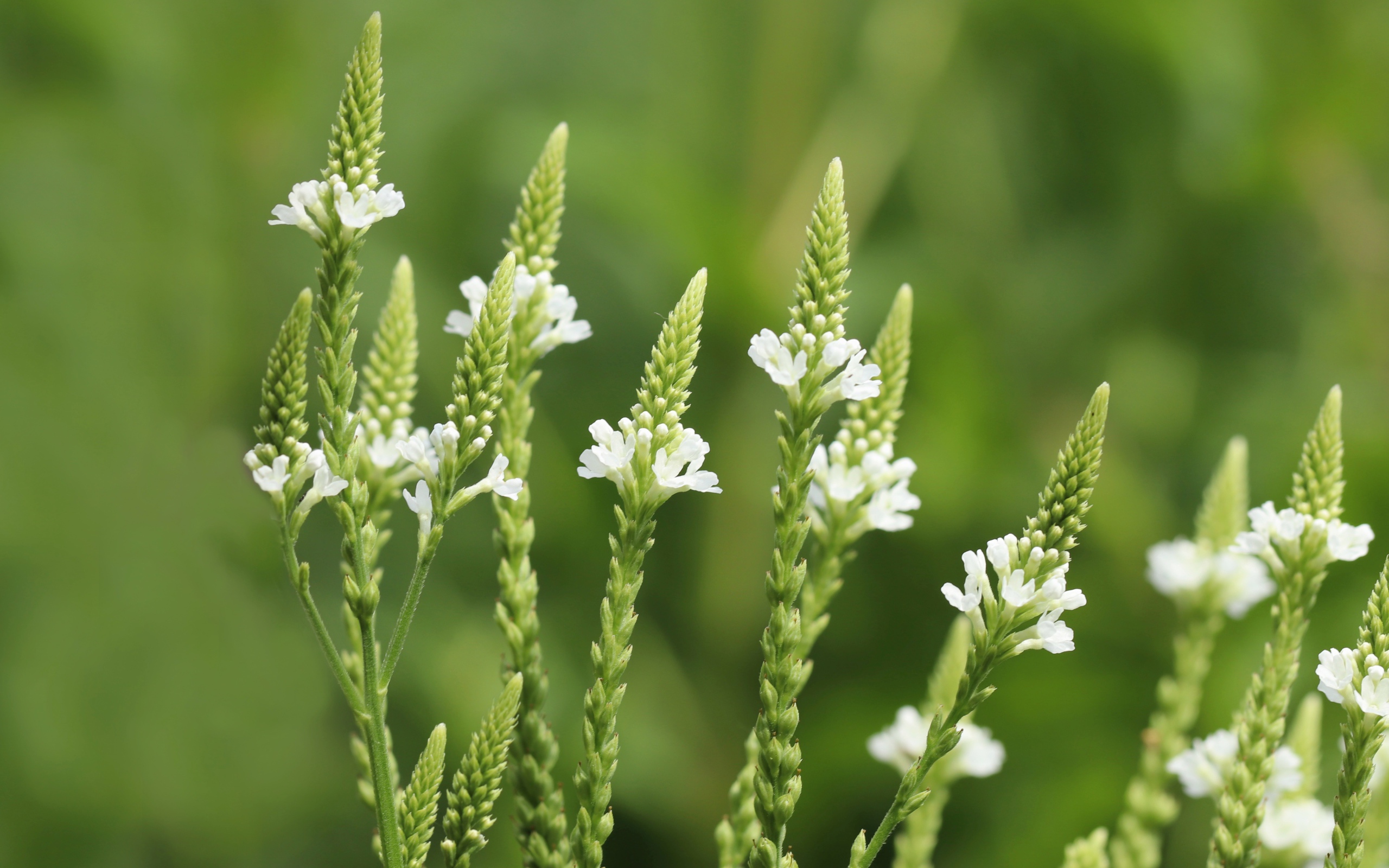 Белые полевые цветы на зеленом фоне