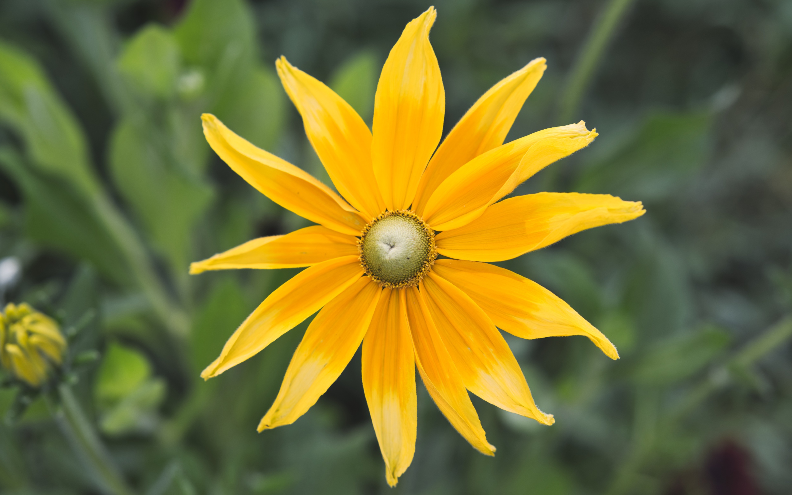 Желтый красивый цветок рудбекия  крупным планом 