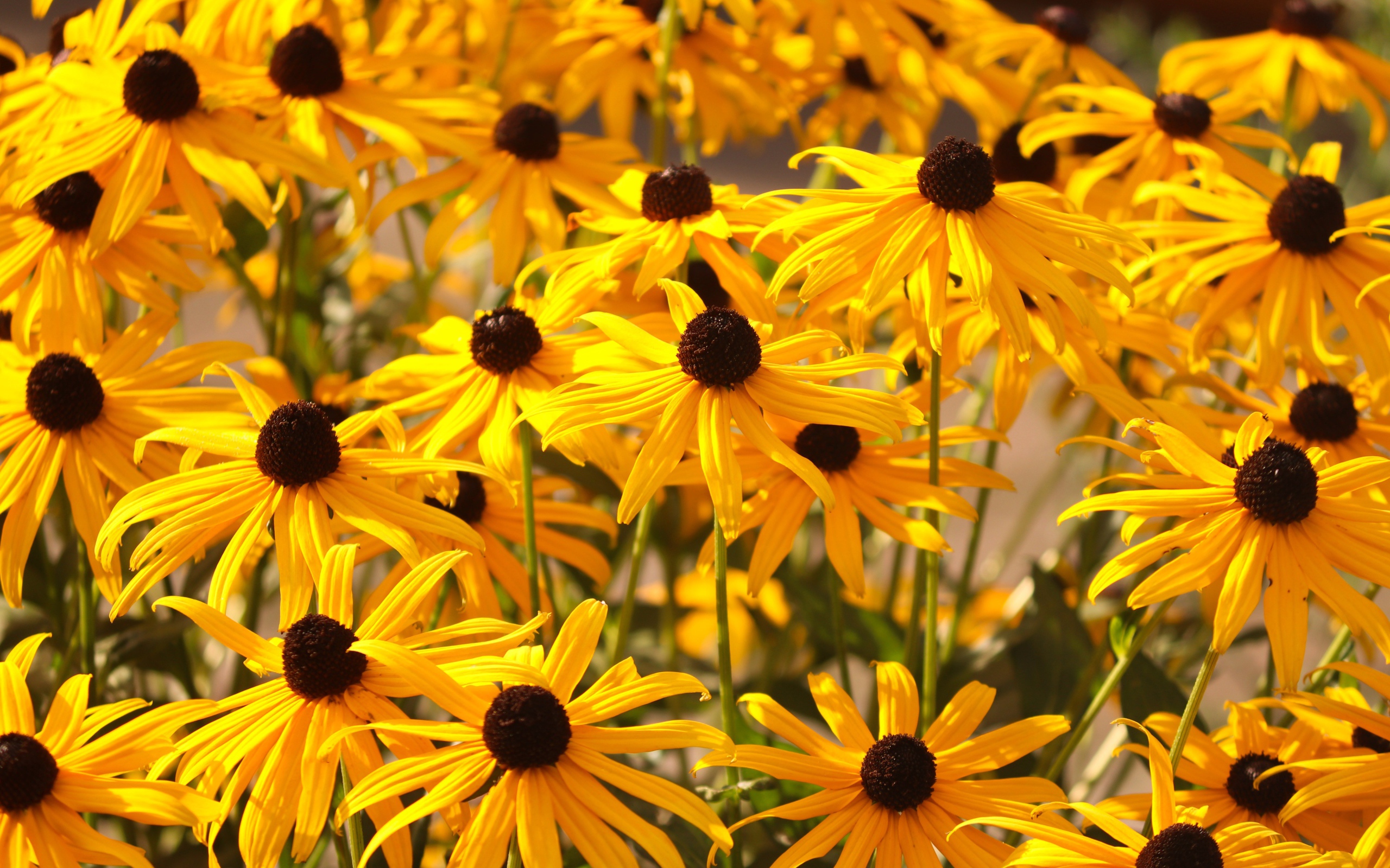 Желтые цветы рудбекия на клумбе 