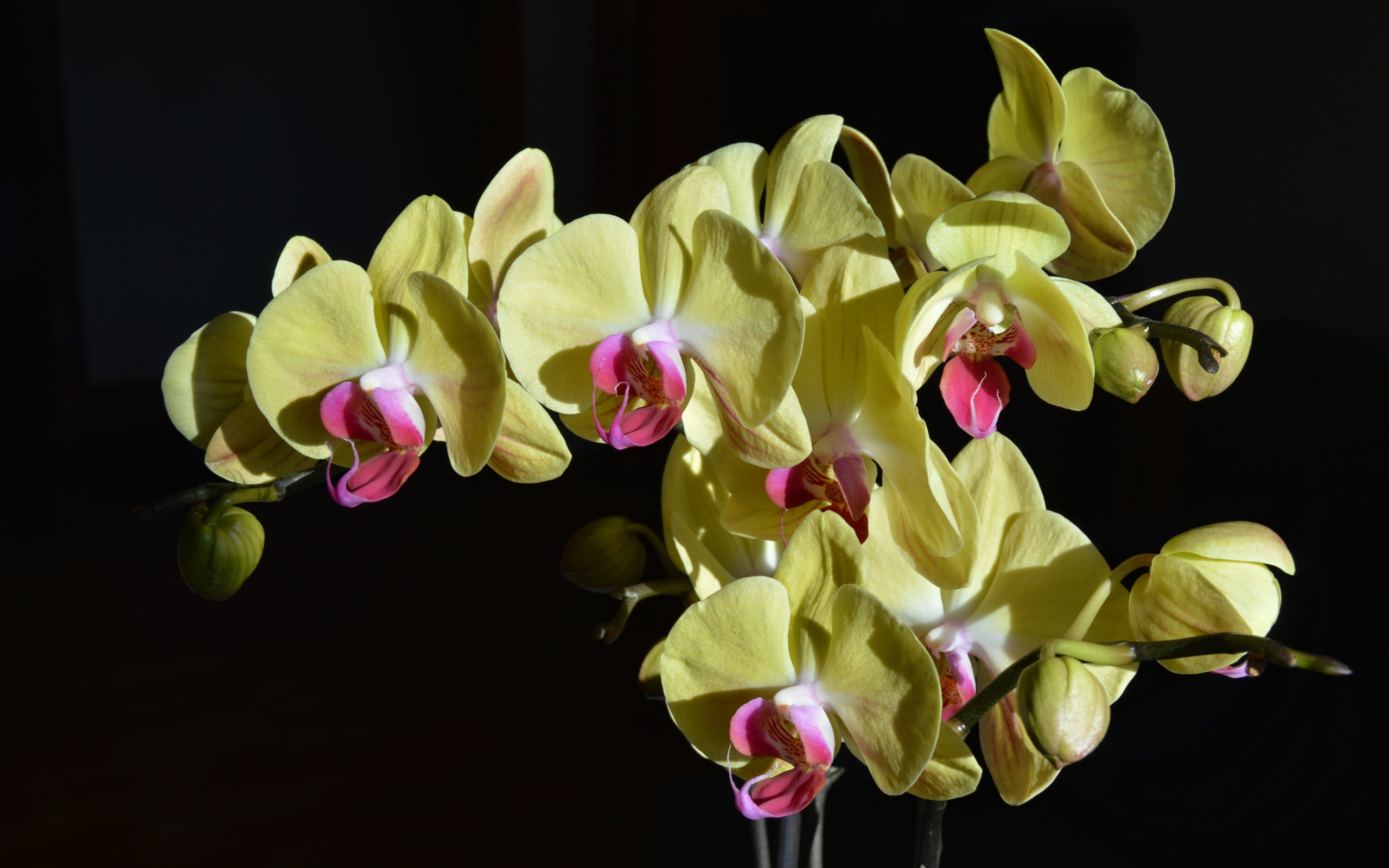 Желтые орхидеи с розовой серединкой на черном фоне