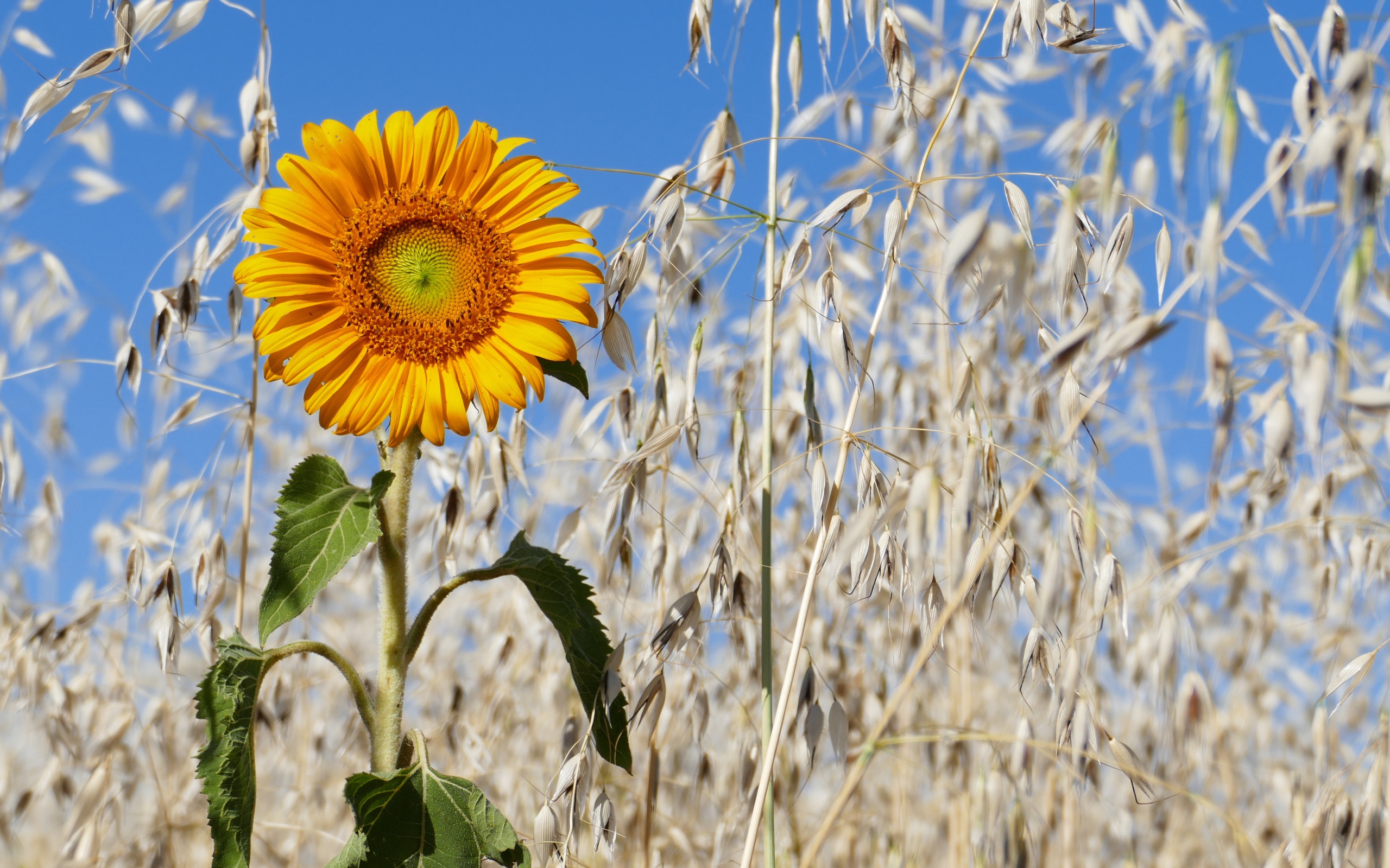 Желтый подсолнух на поле с колосьями 