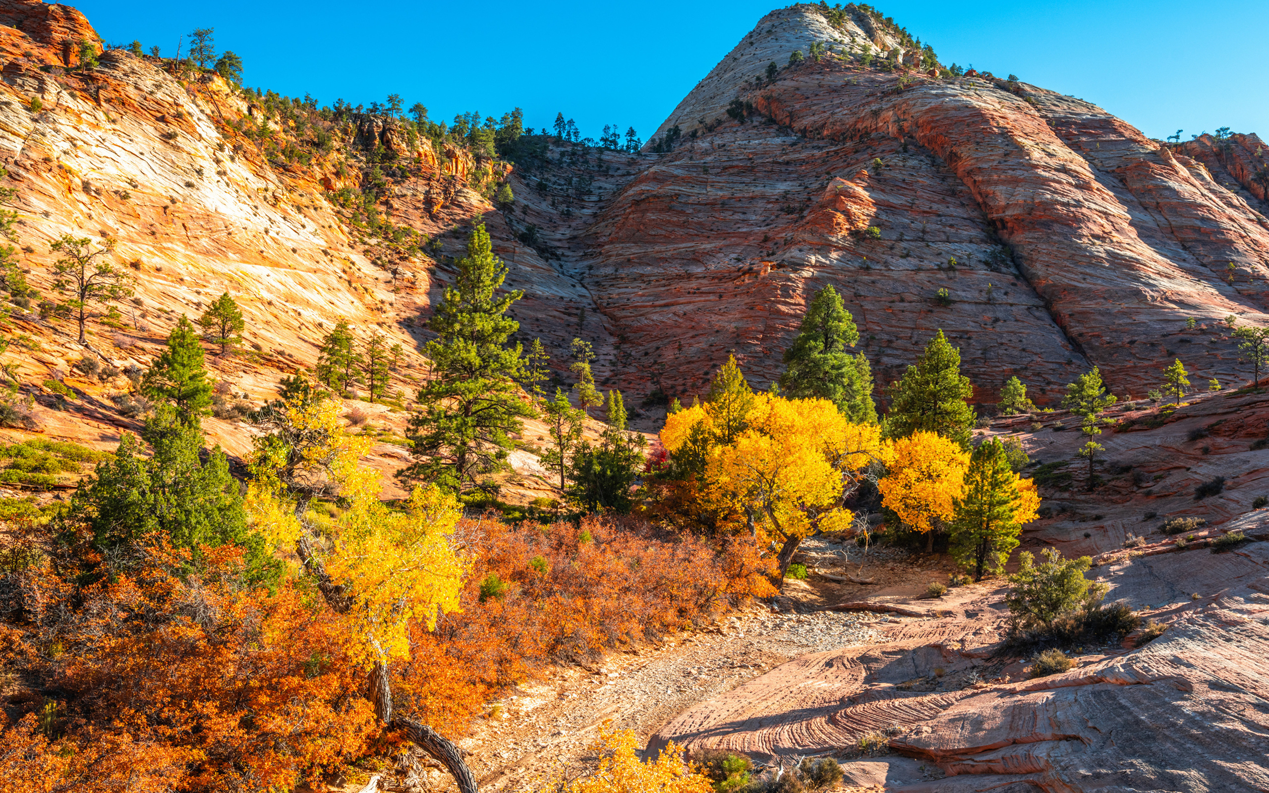Горы с деревьями в лучах яркого осеннего  солнца 