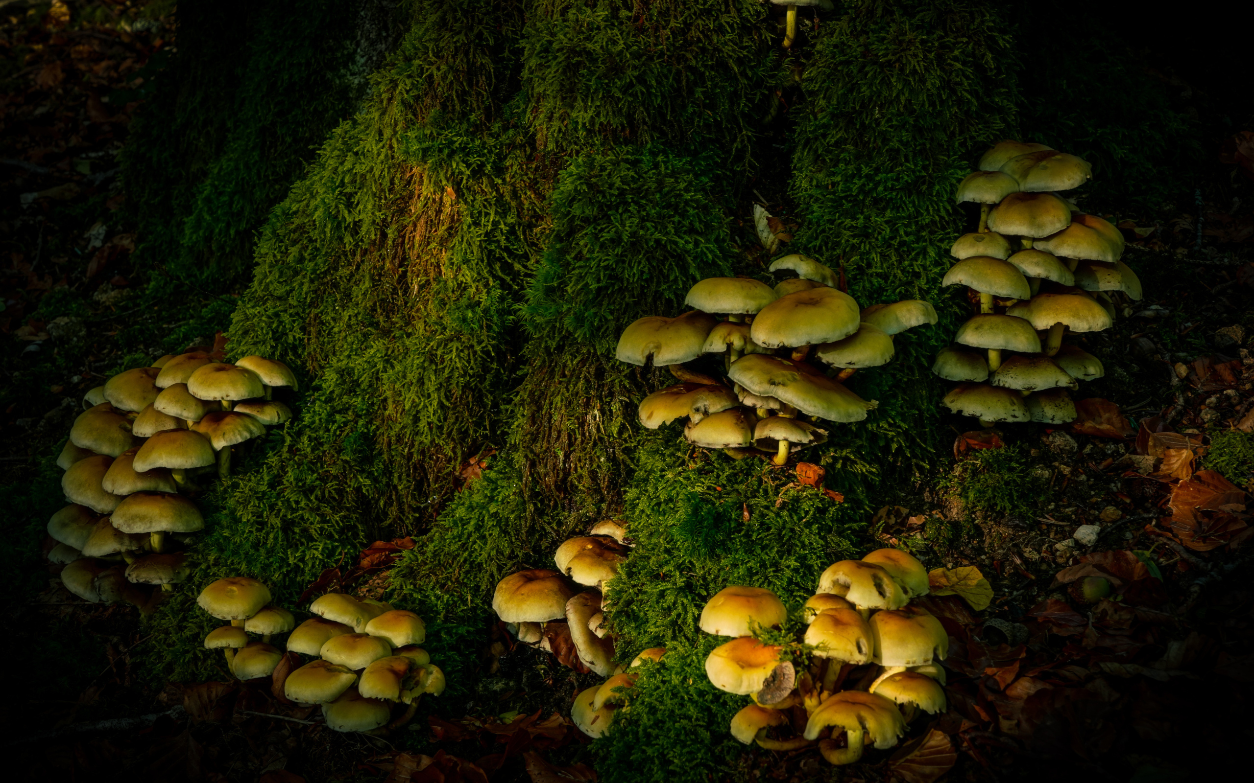 Много грибов на покрытом мхом дереве