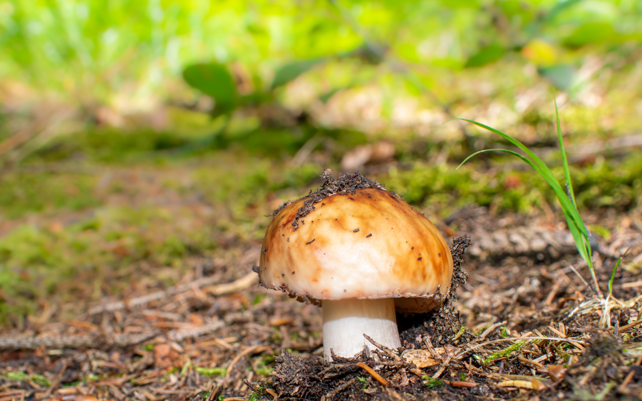 Гриб в земле в лесу