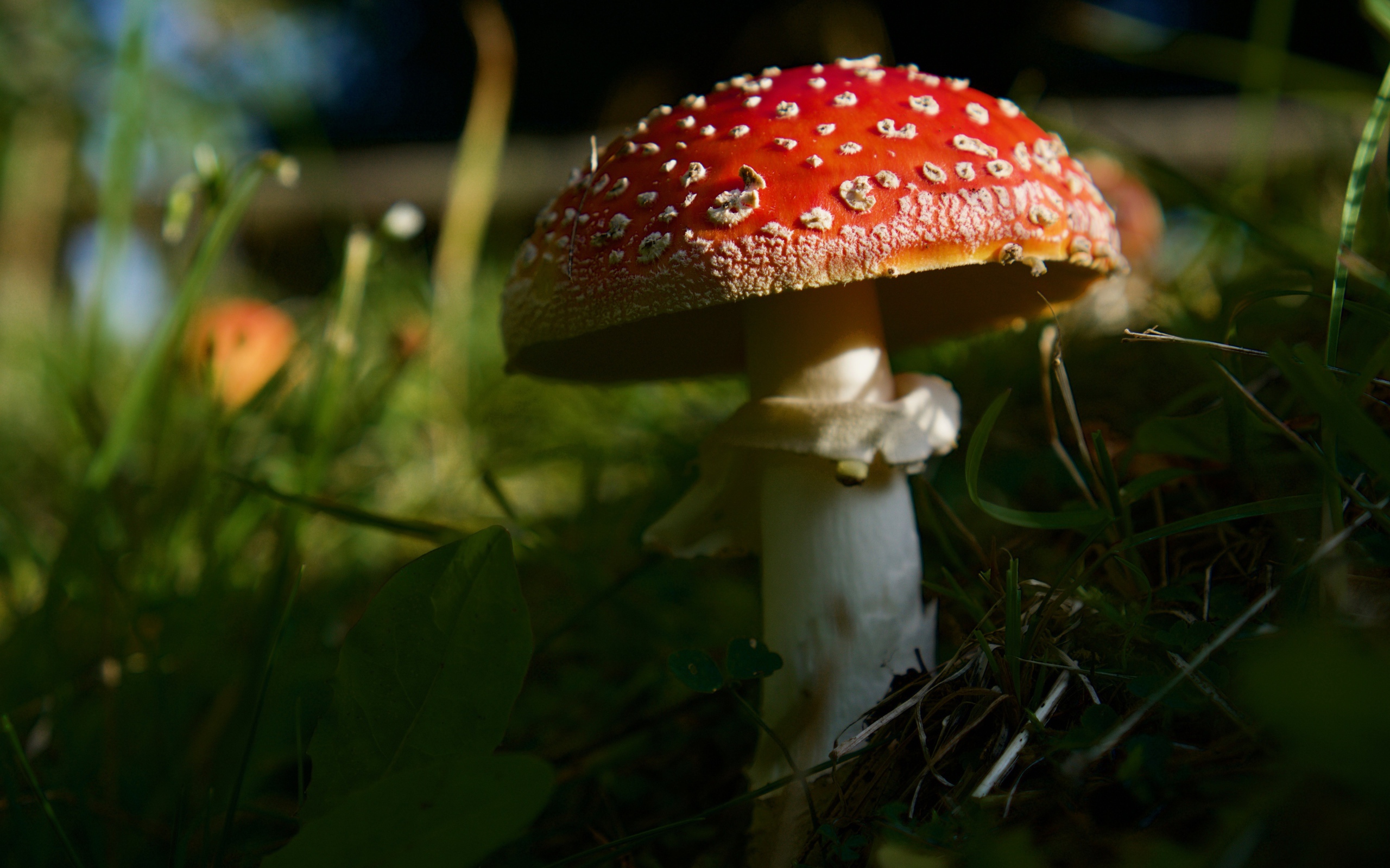 Red forest fly agaric in green grass