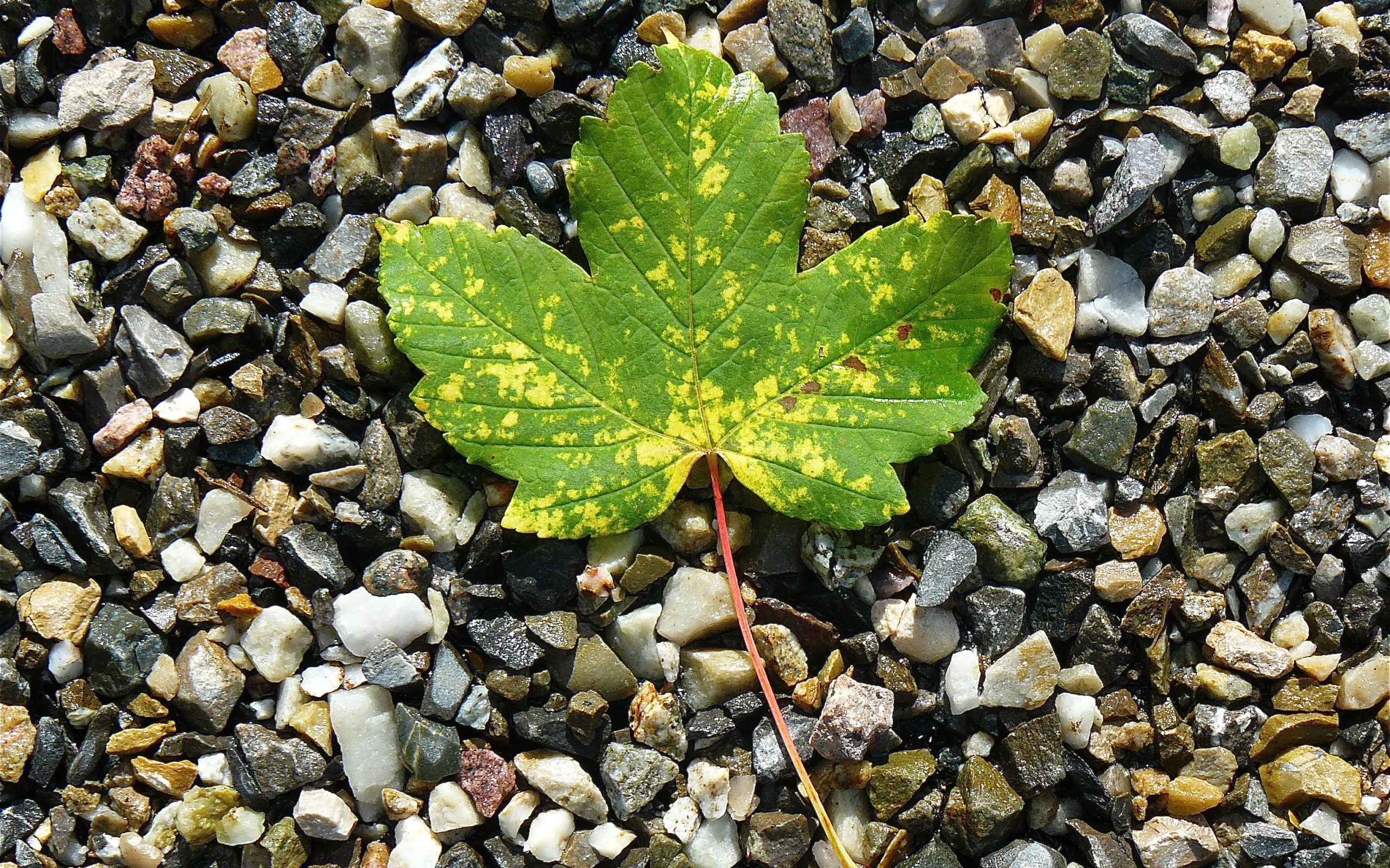 Зеленый лист лежит мелких камнях 