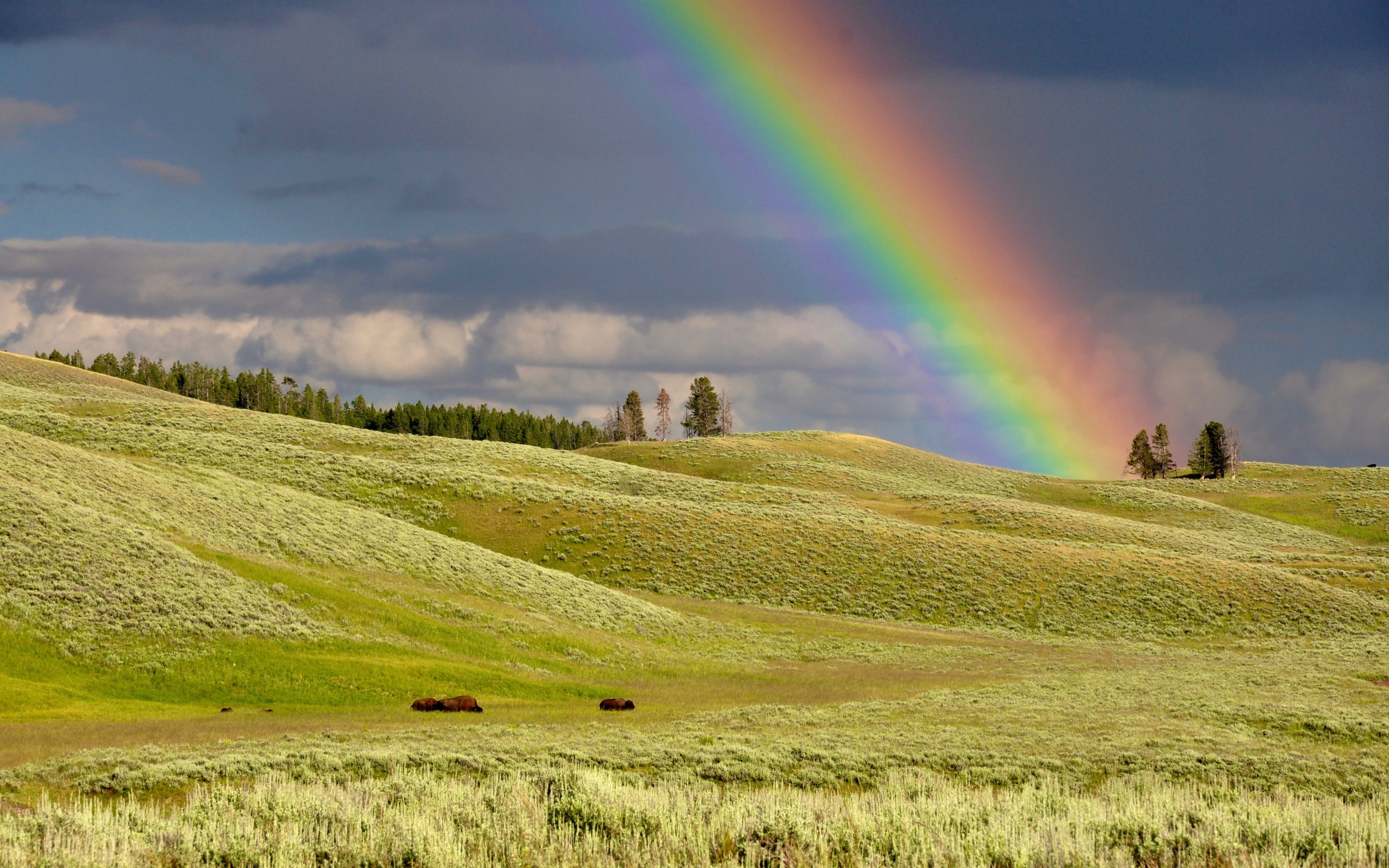 Разноцветная радуга над зеленым лугом