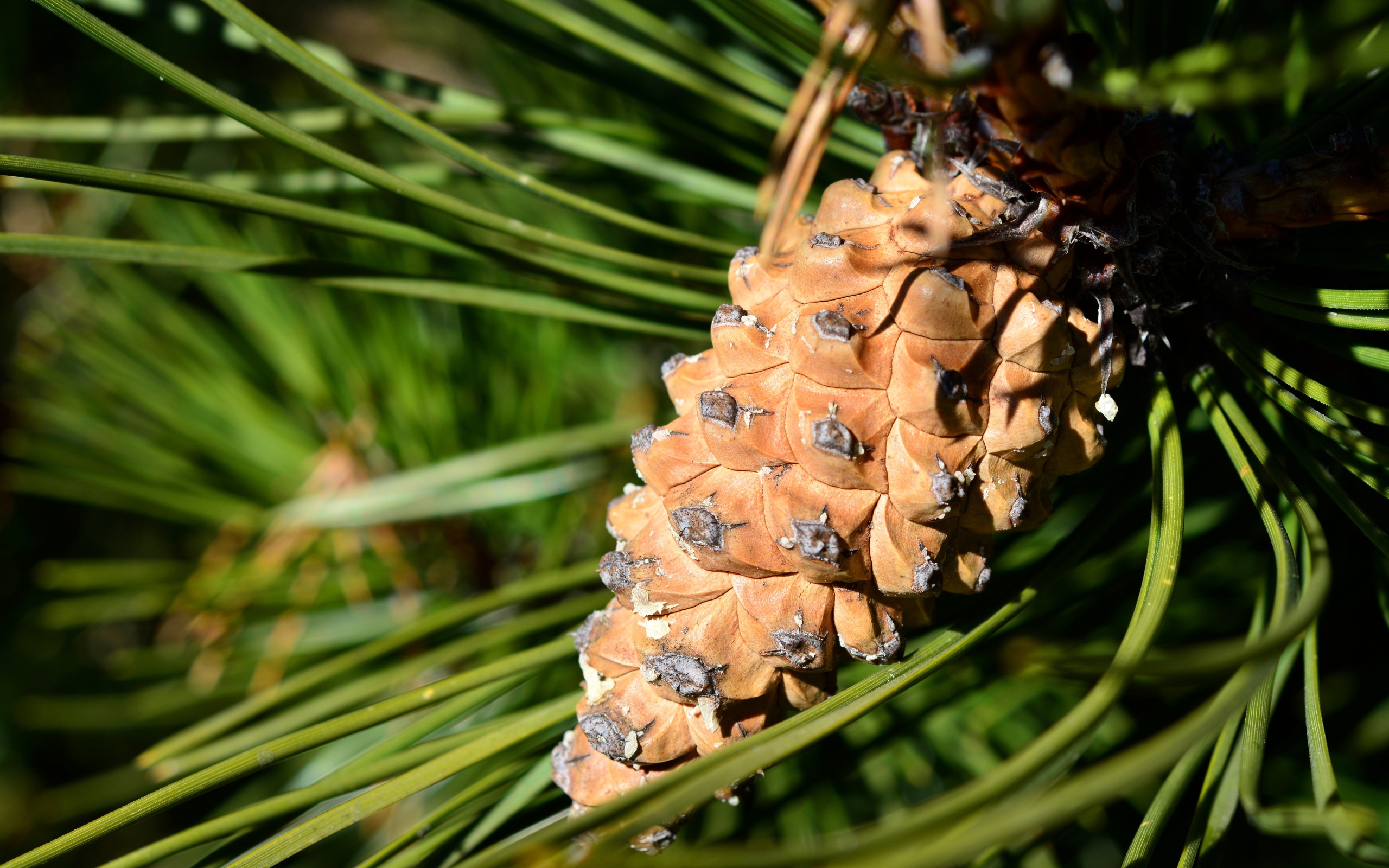 Большая коричневая шишка на сосне 