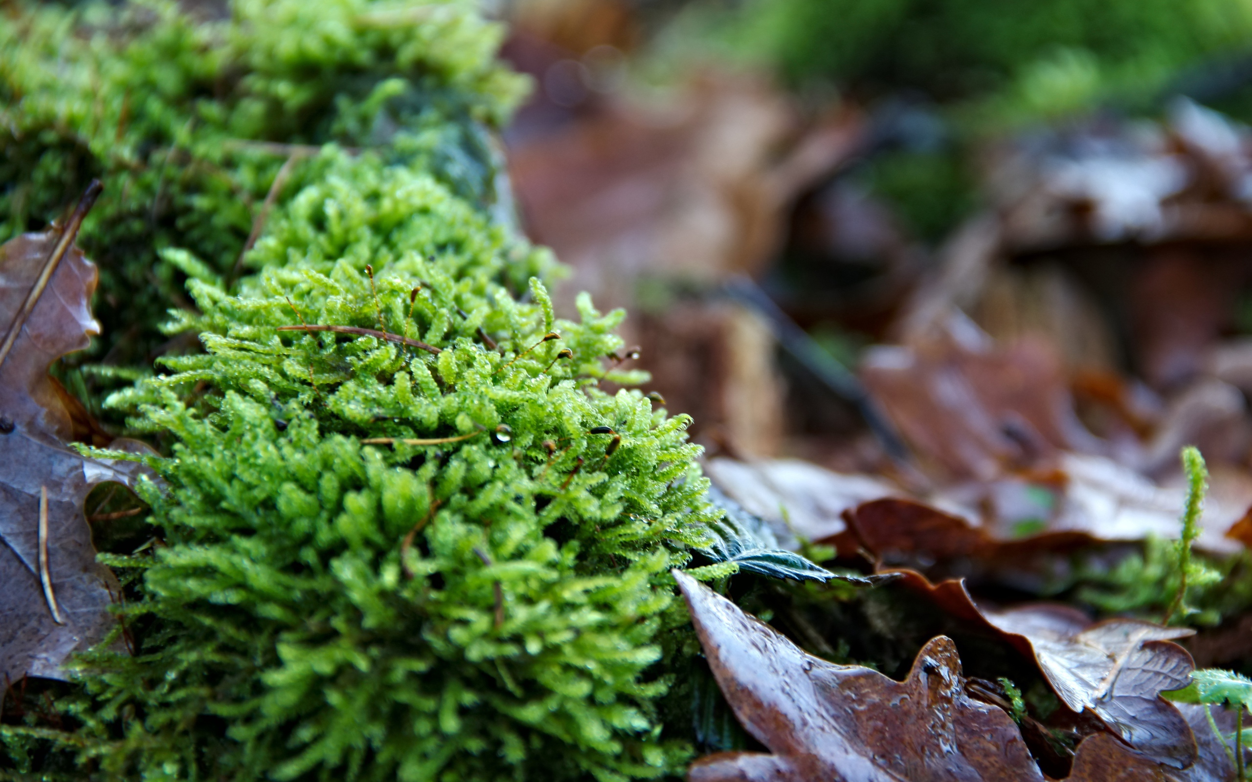 Зеленый мох  на покрытой листьями земле 