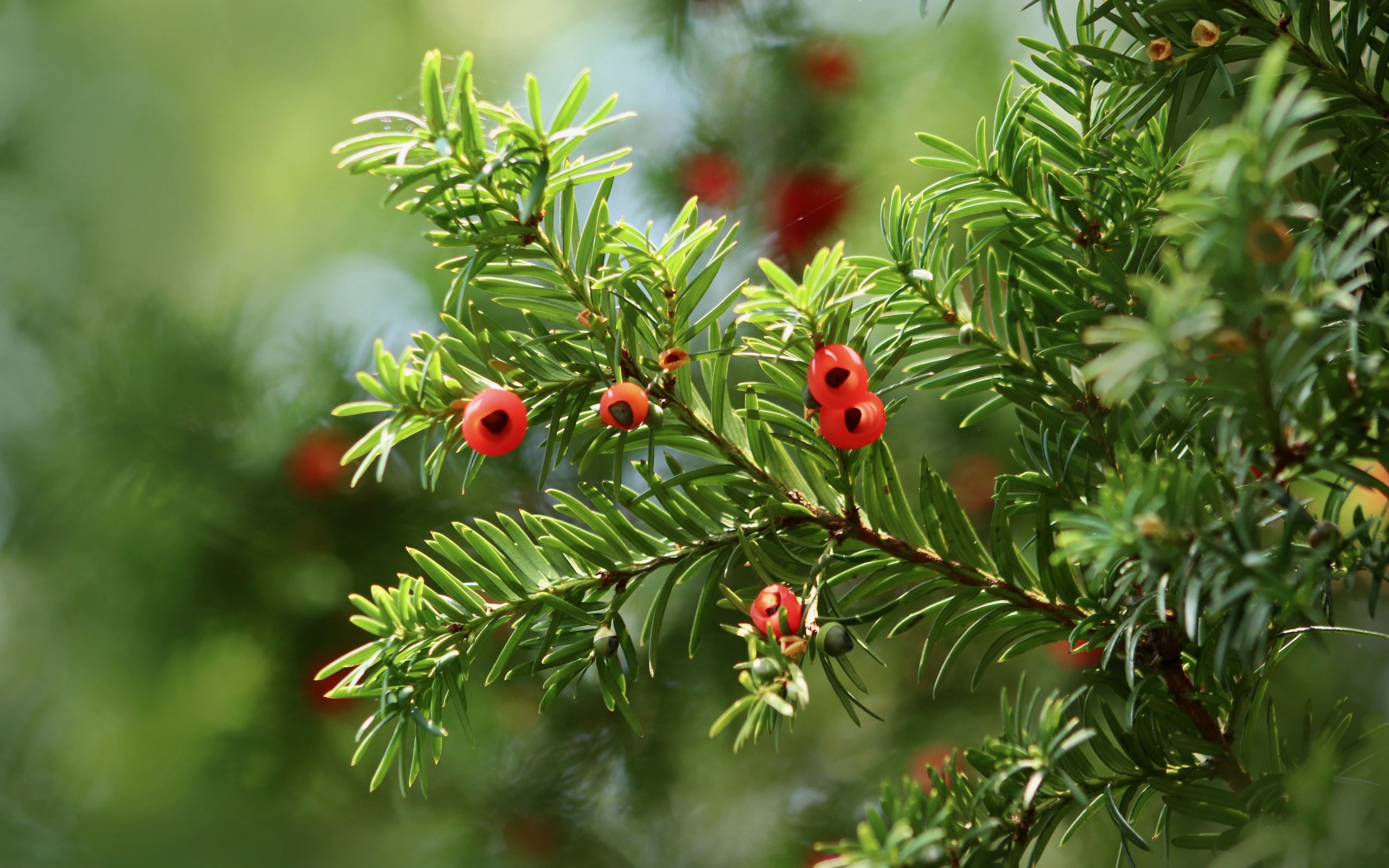 Красные ягоды на ветке пихты 