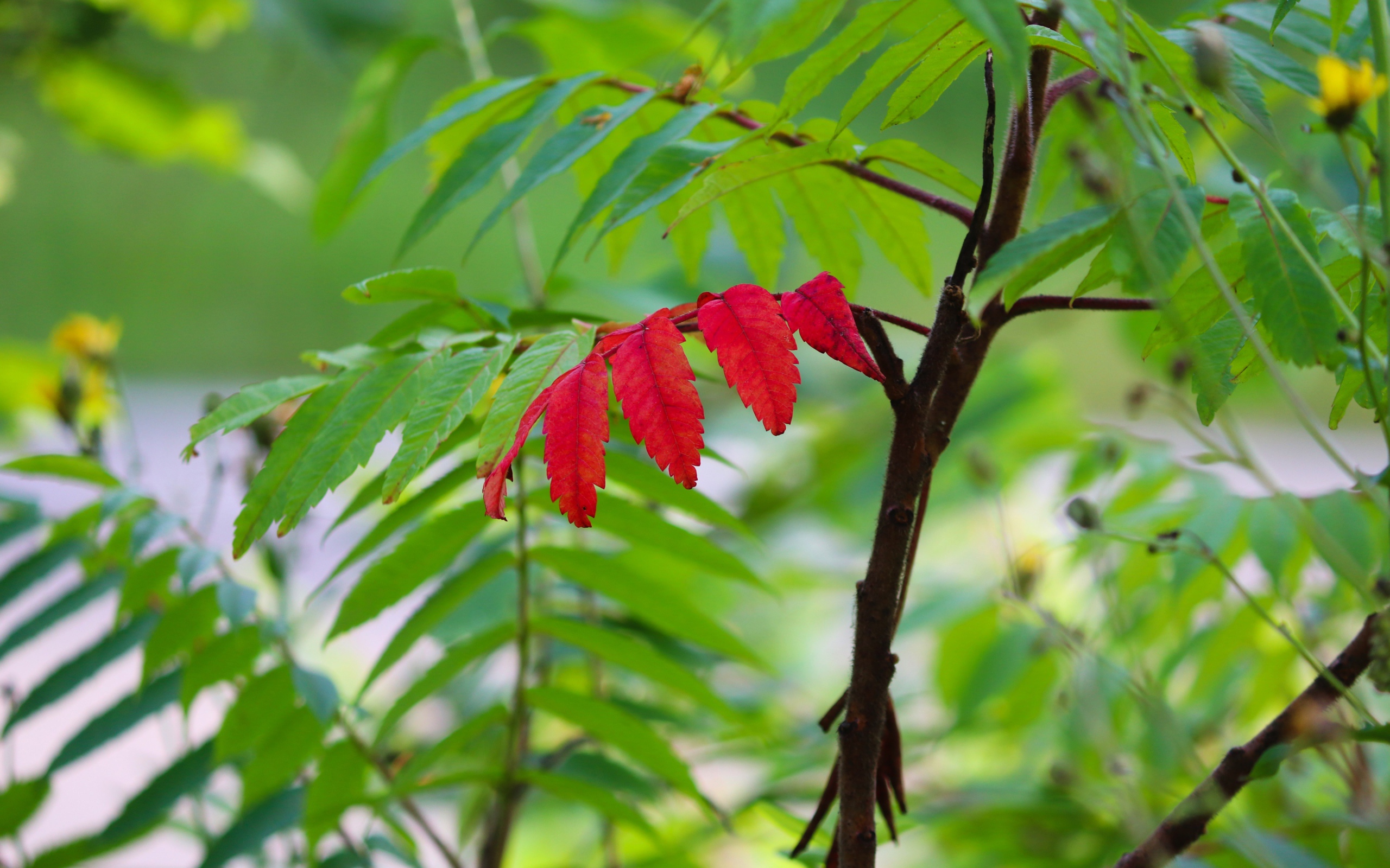 Красный лист среди зеленых листьев на рябине 