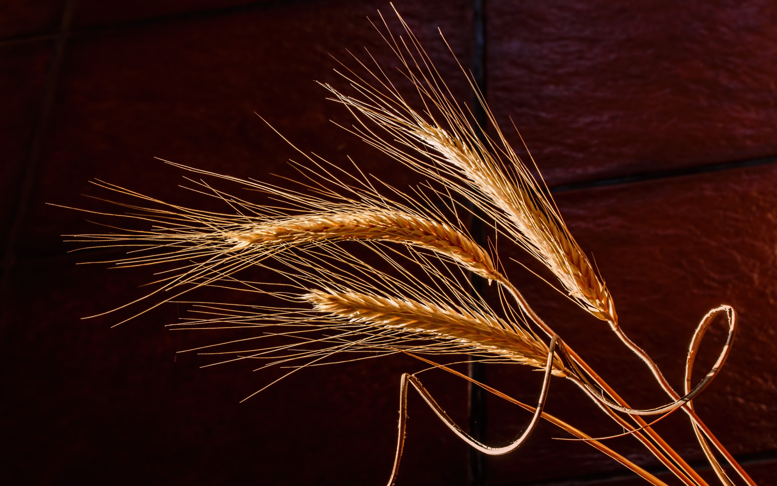 Три колоска пшеницы крупным планом