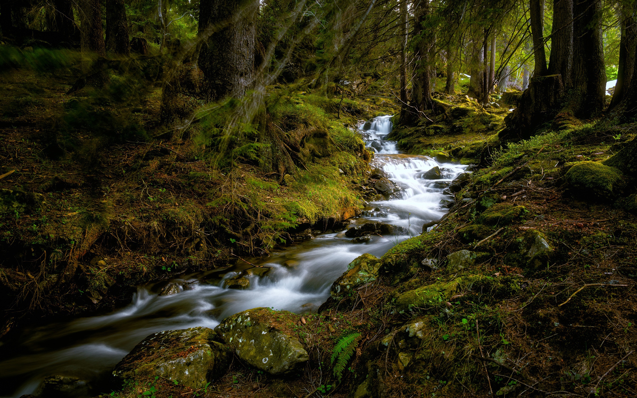 Быстрый ручей в холодном темном лесу 