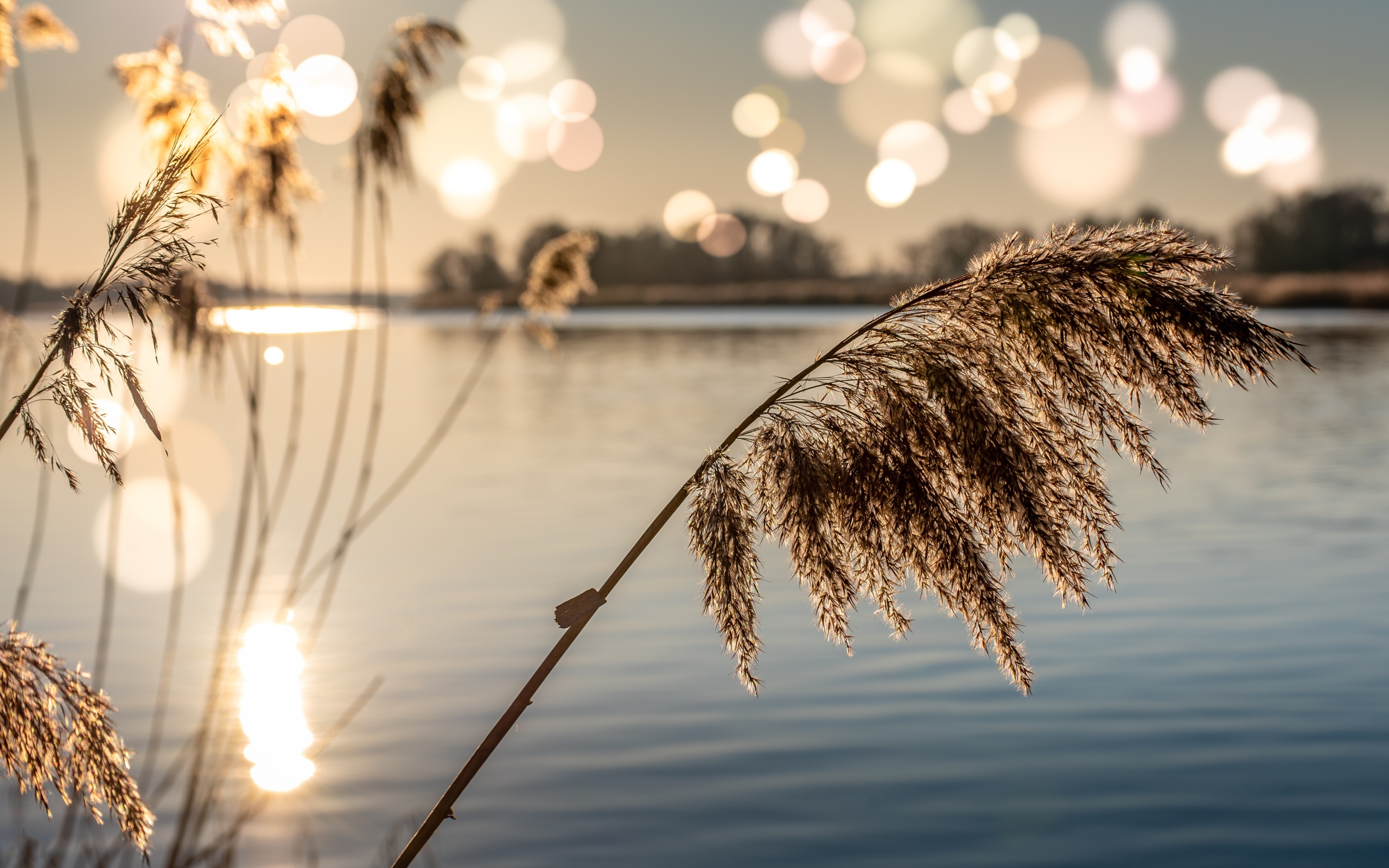 Камыши в пруду в лучах солнца на рассвете