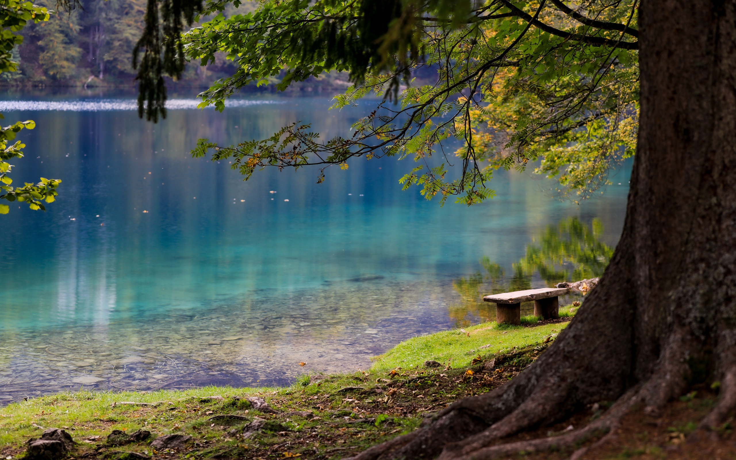 Лавка и деревья на берегу холодного озера
