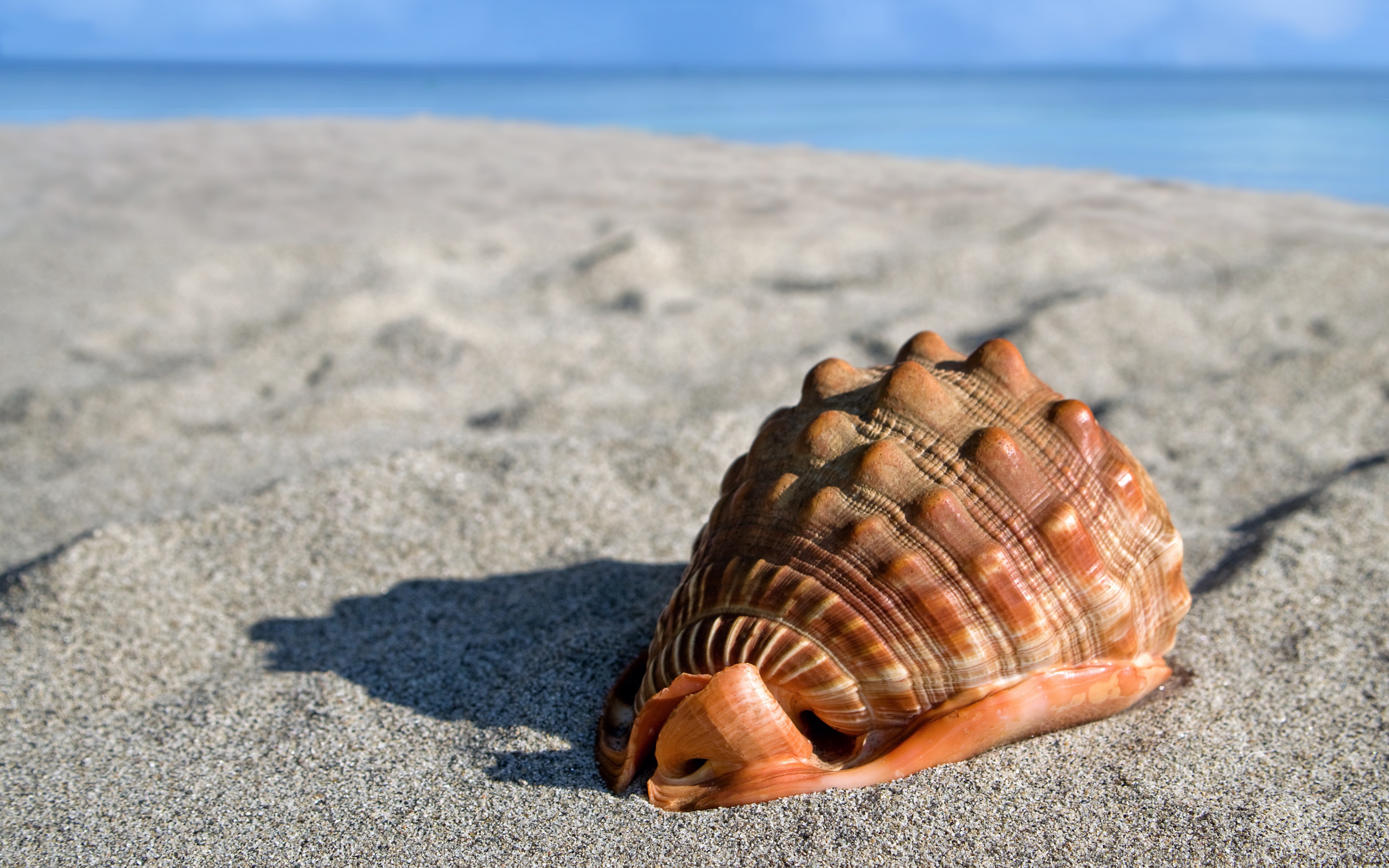 Большая красивая ракушка на песке у моря 