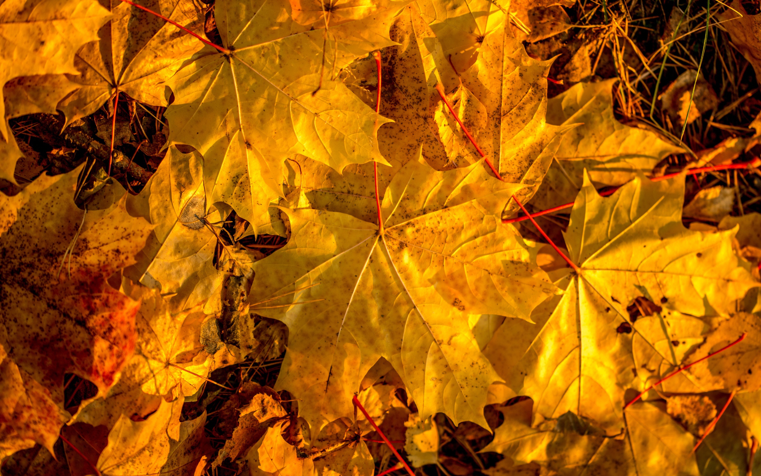 Желтые кленовые листьями на земле осенью 