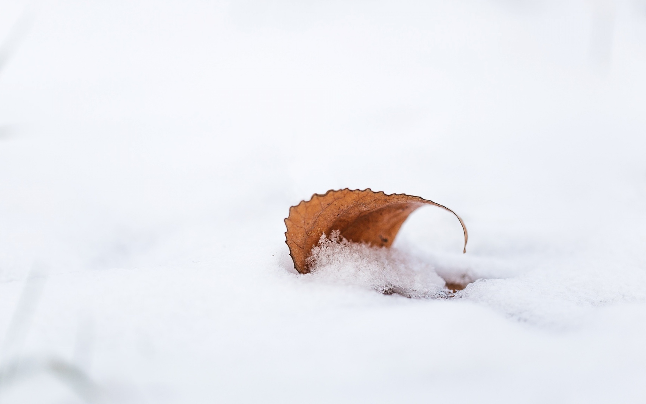 Оранжевый опавший лист лежит на снегу