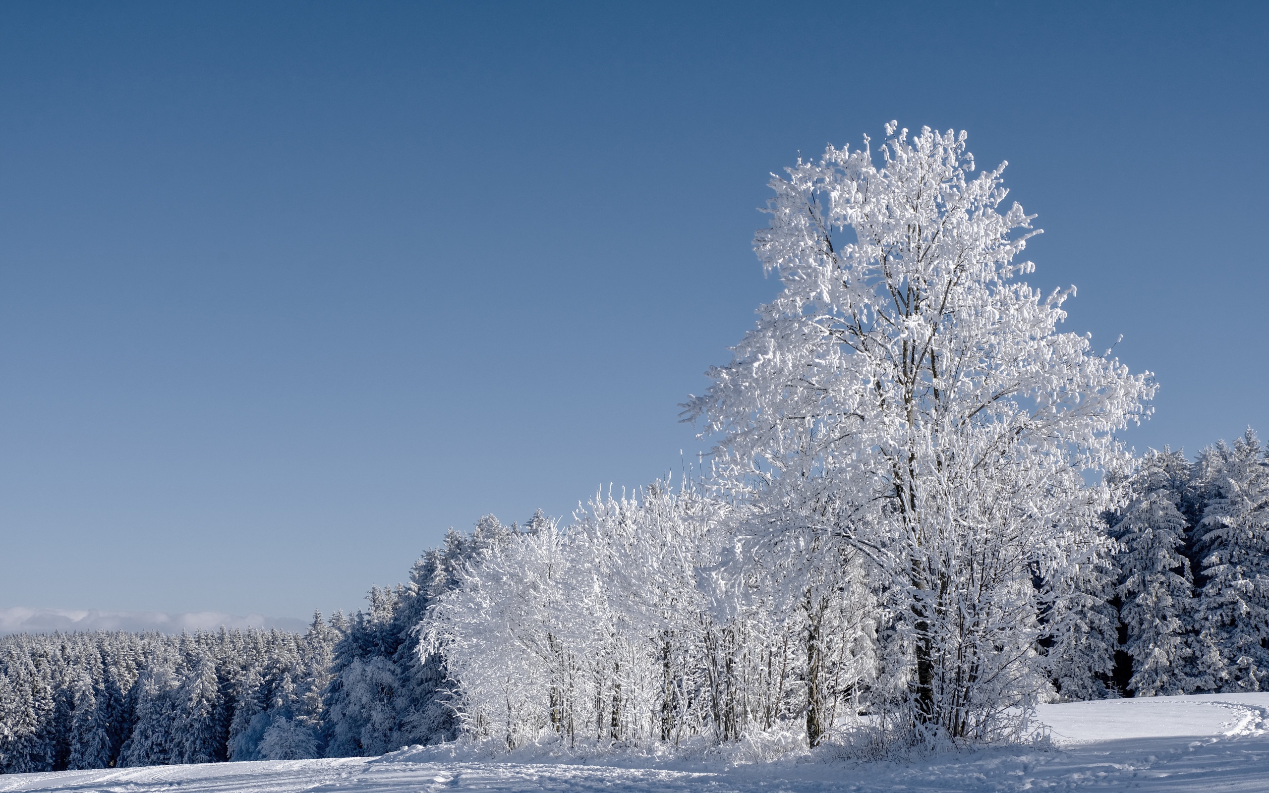 Красивые белые деревья в инее под голубым небом 